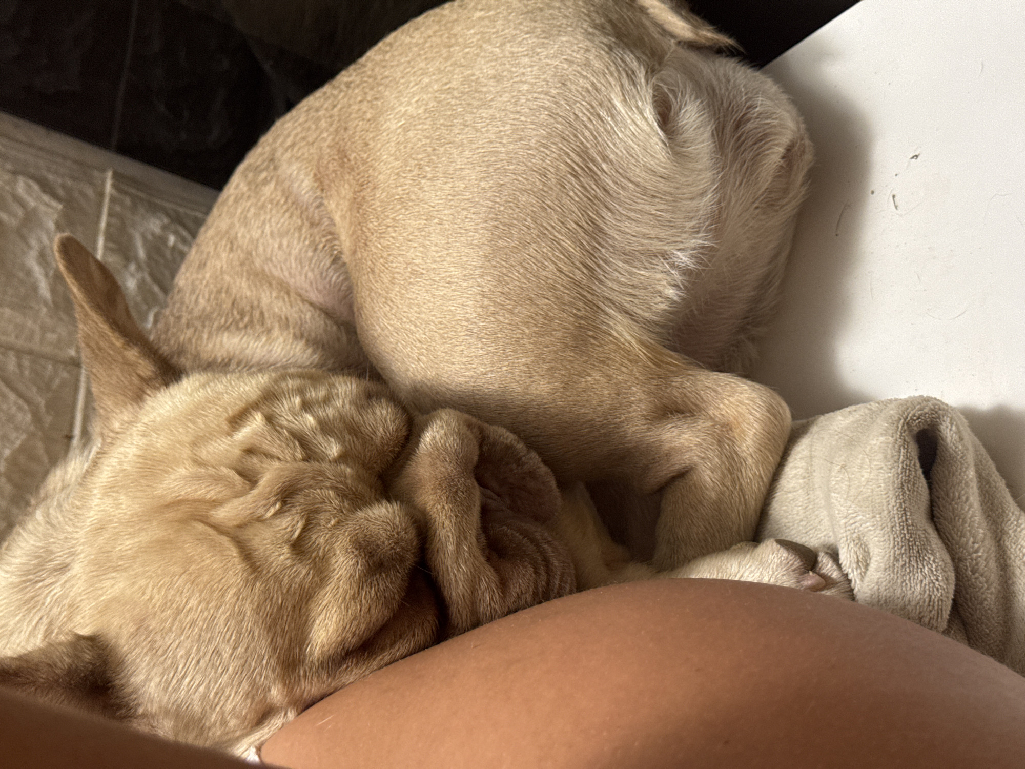 French Bulldogs lounging and napping at home in coastal Italy