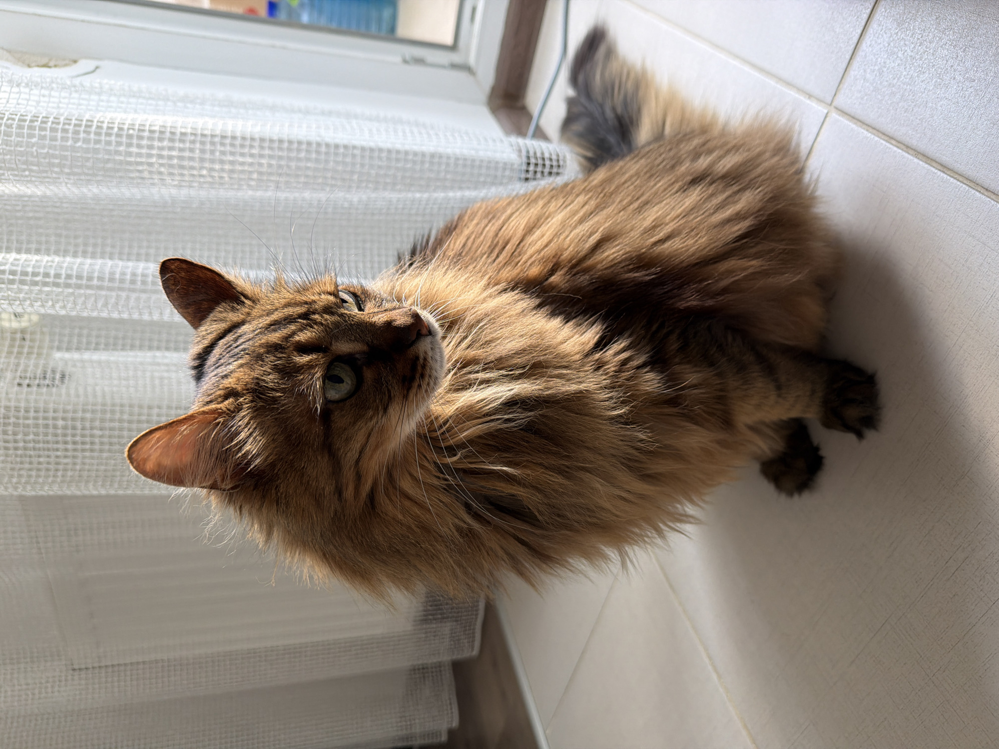 Lazy afternoon with a tabby cat in a Kyiv apartment