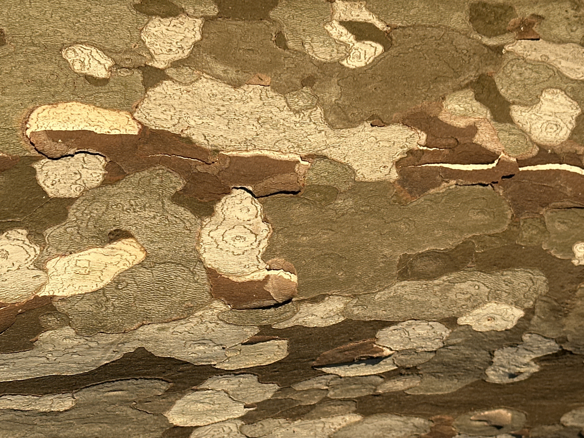 Close-up nature details from a Trieste morning walk