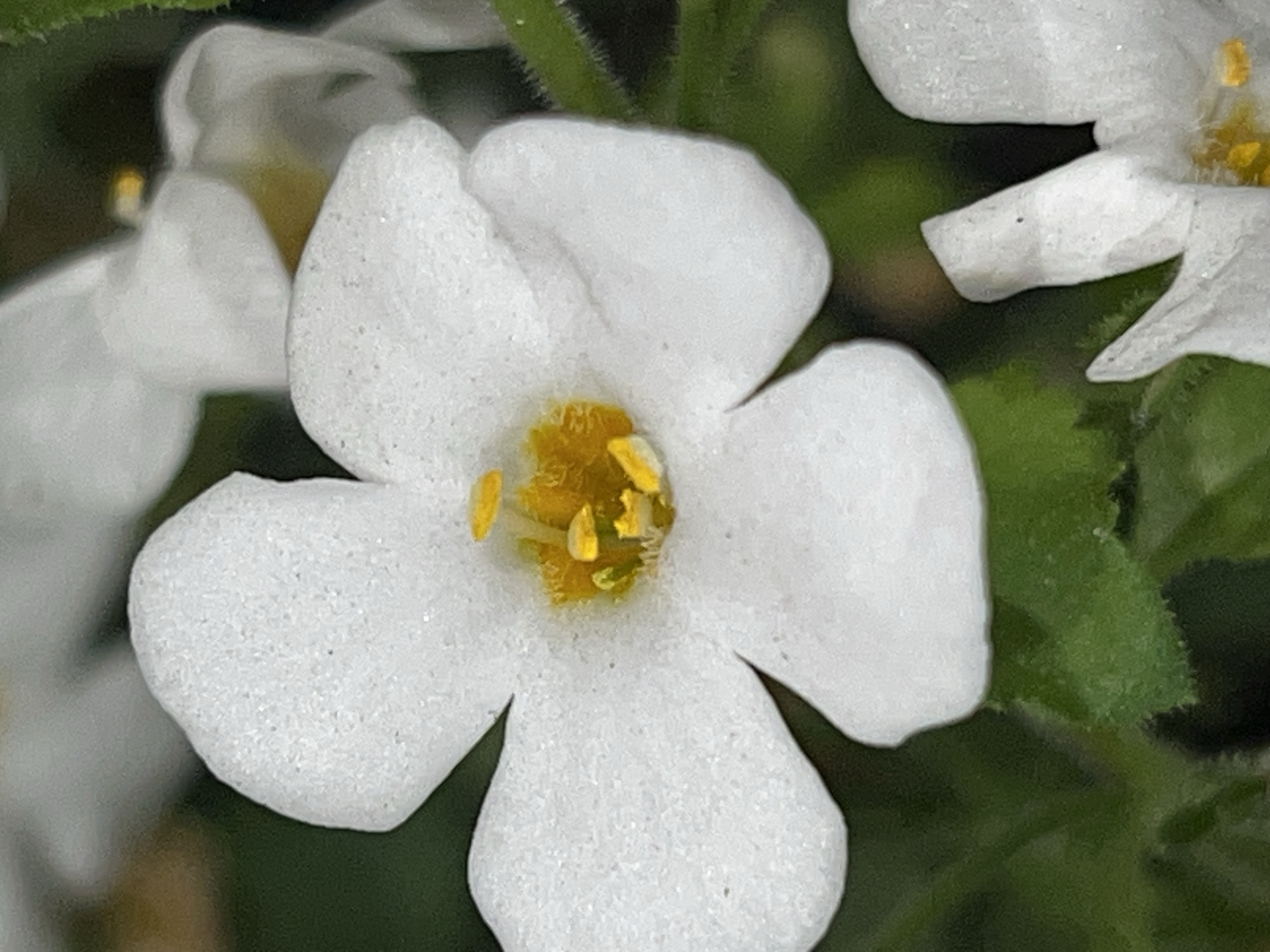 Close-up garden and flower photography in rural Ukraine