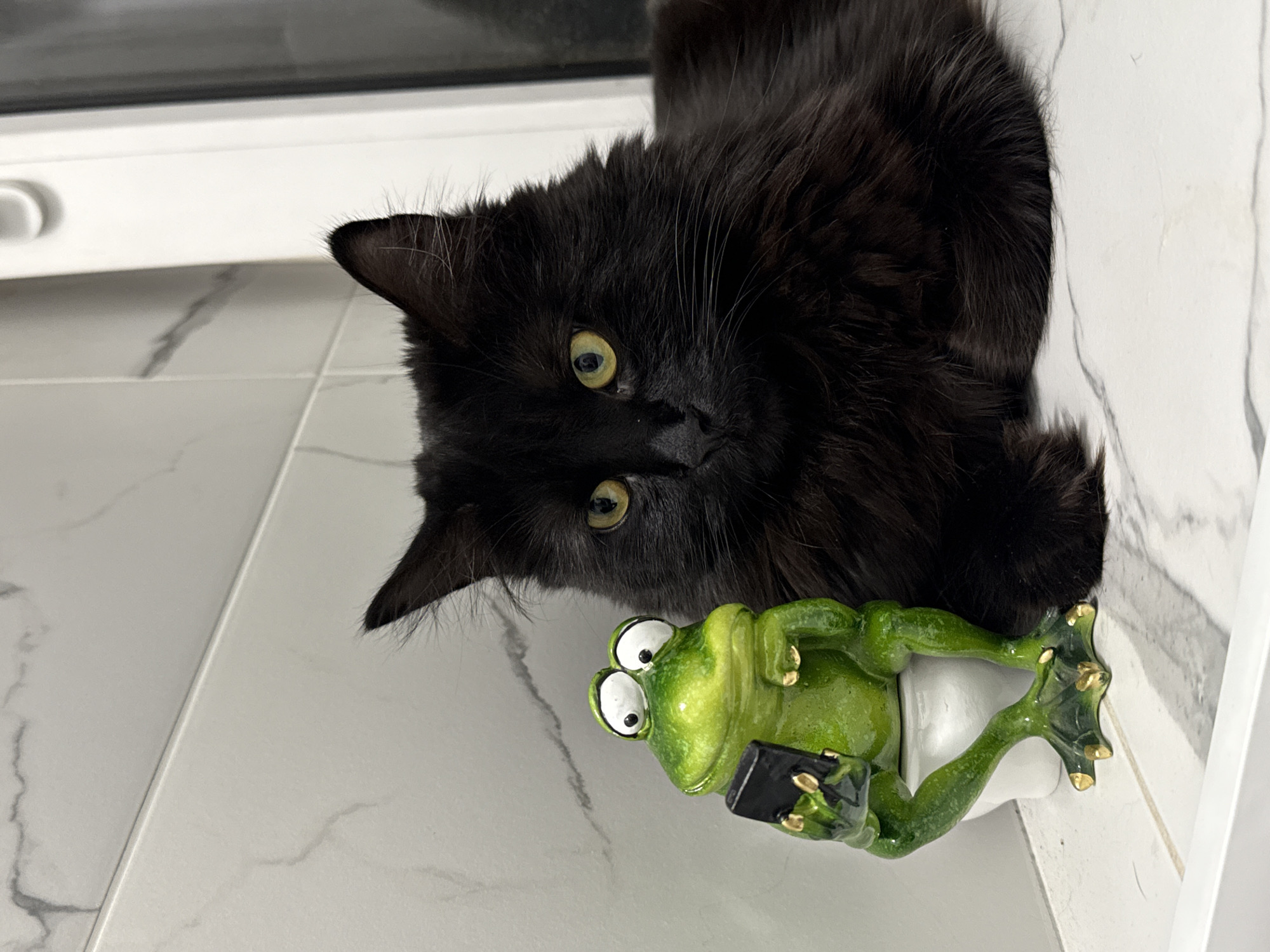 Black cat encounters decorative frog statue in Rostov-on-Don home
