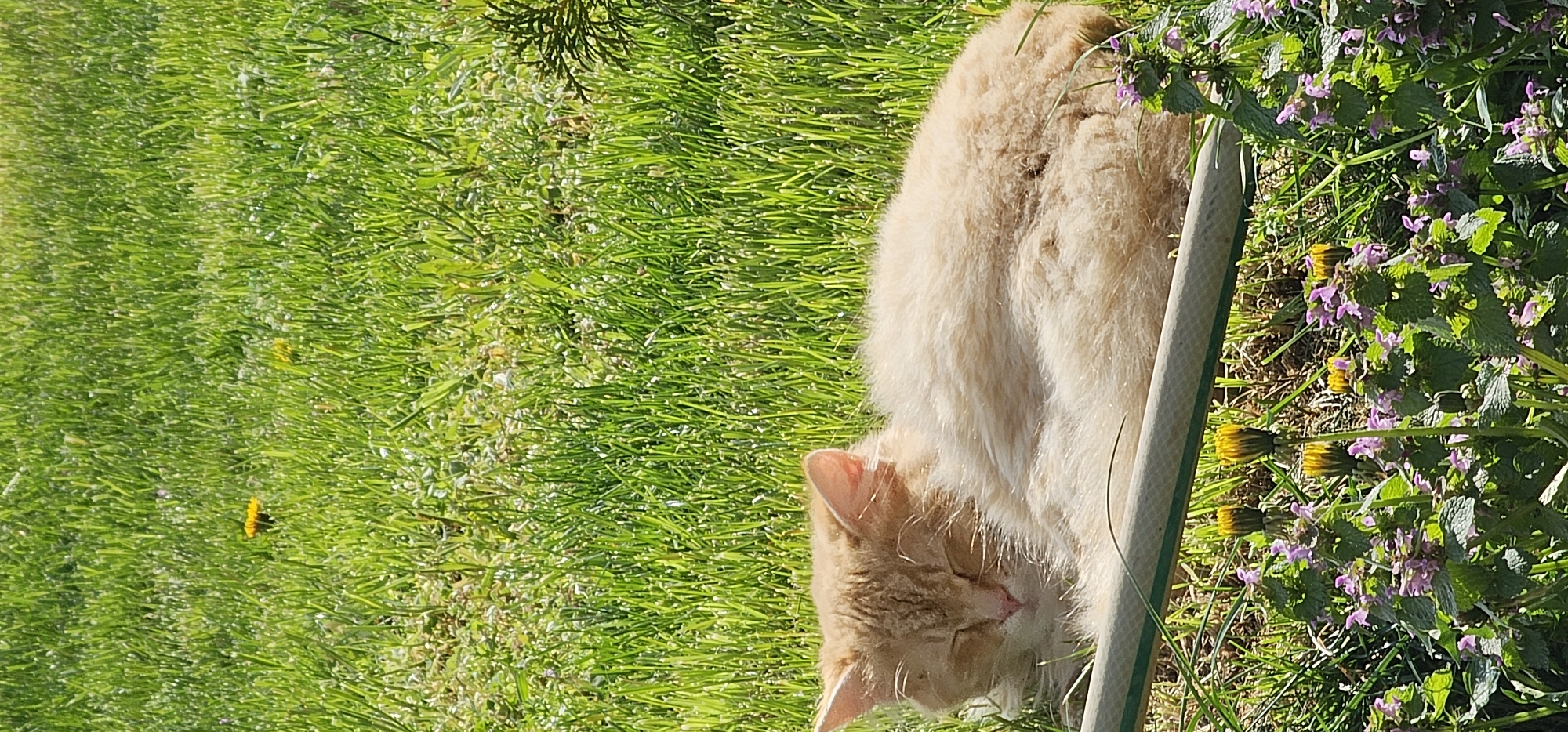 Cat rests in sunny garden amid flowers in Vratsa