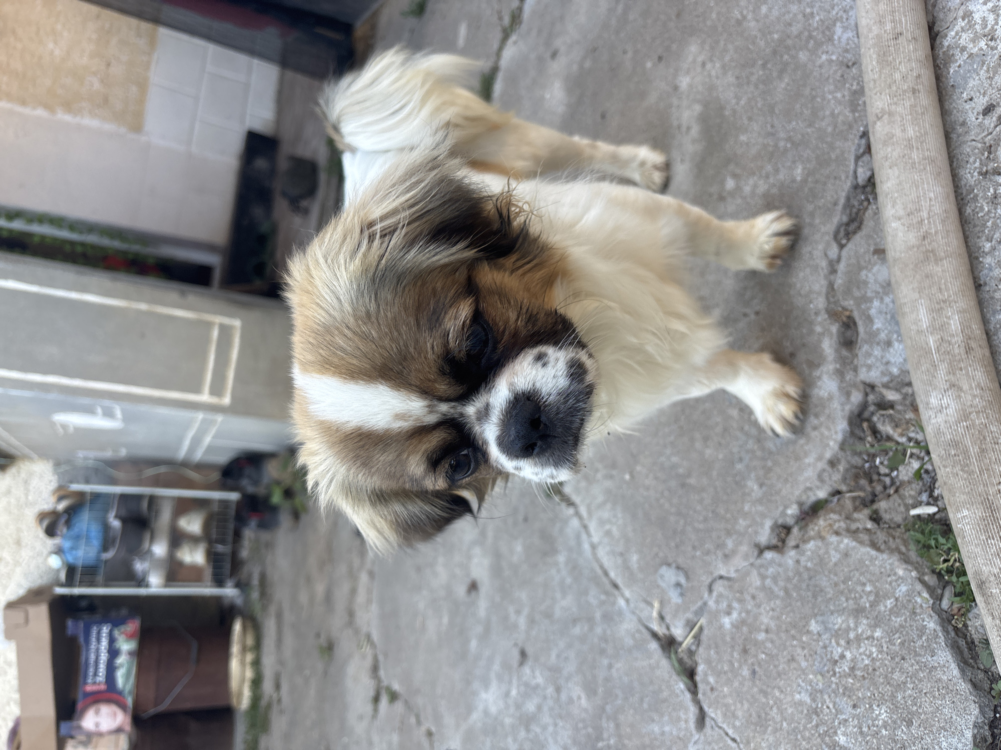 Person and dog spotted on cracked pavement in Pravda