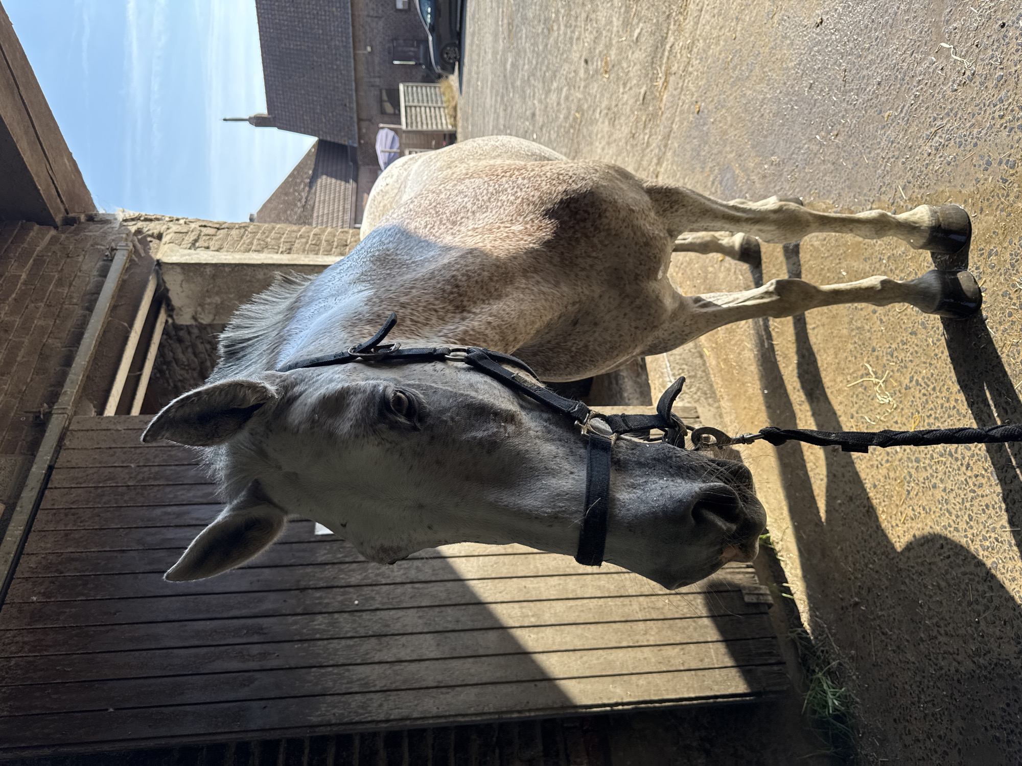 Speckled horse at a Belgian barnyard in Estaimpuis