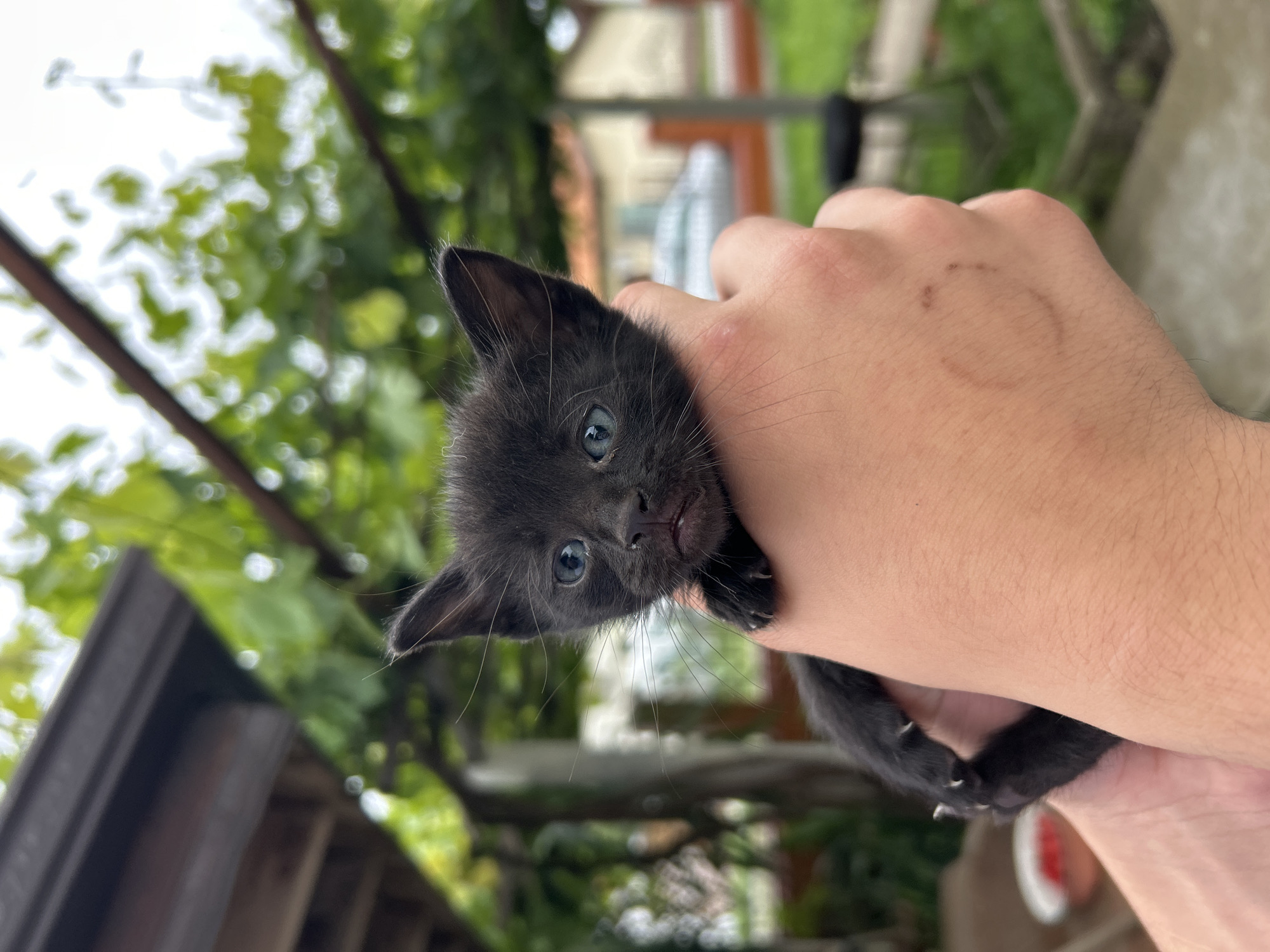 Black kitten with blue eyes photographed in Koniovets, Bulgaria