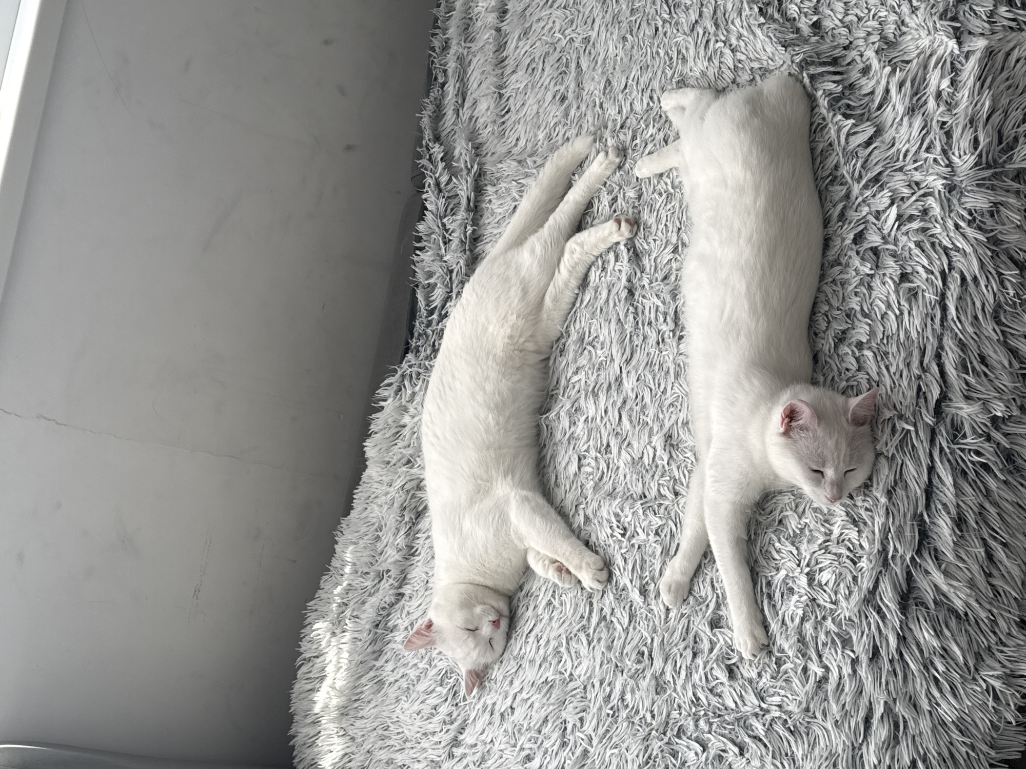White cats sleep and play on blanket in Burgas