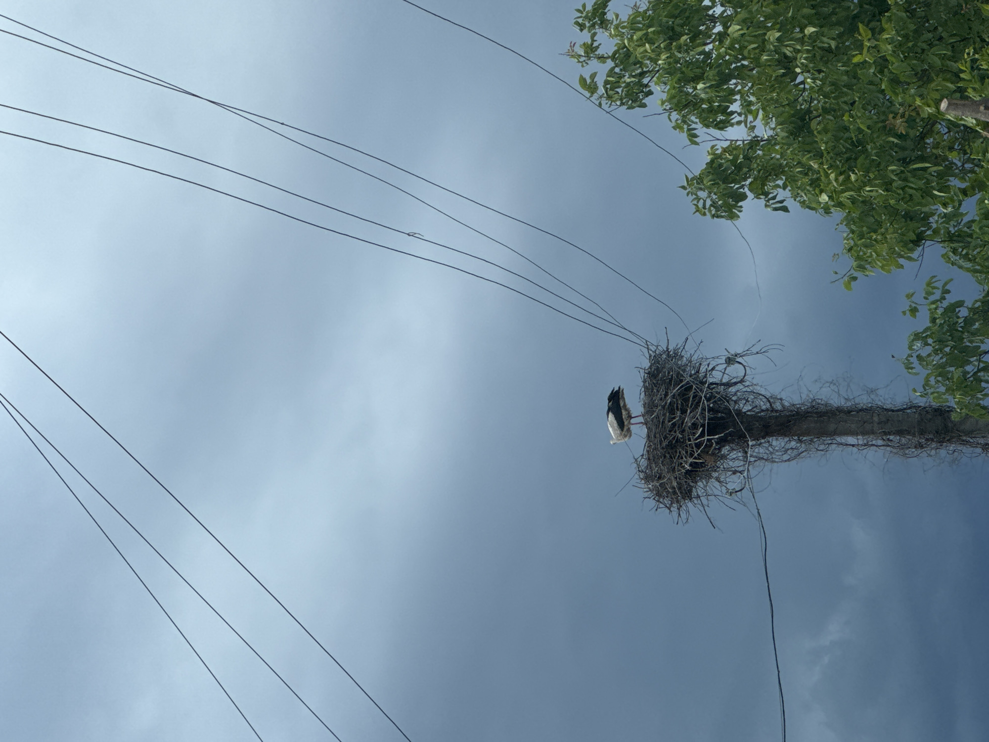 Lazy afternoon with a napping cat, country roads, and roadside nature