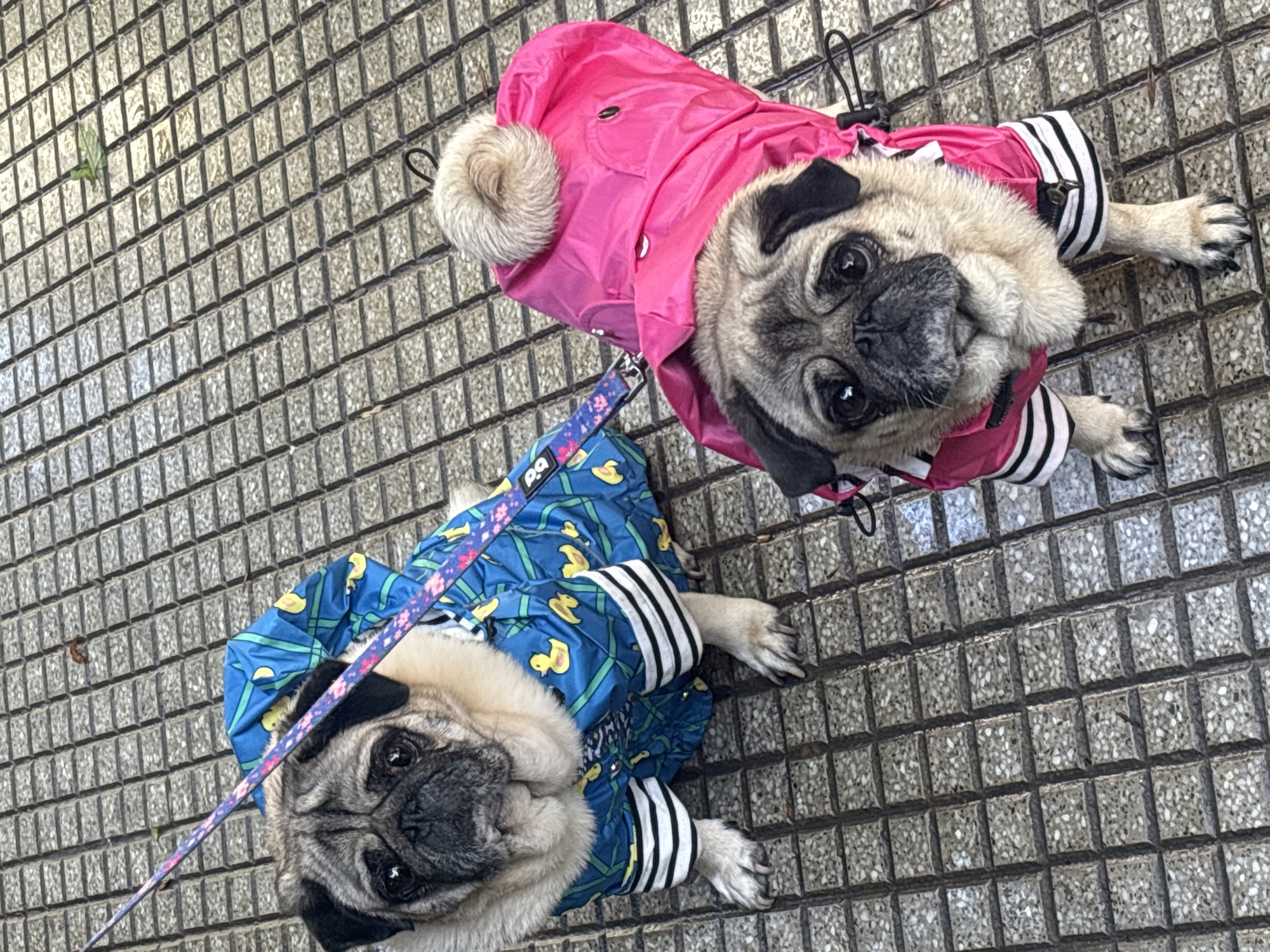 Everyday street life documented across Buenos Aires neighborhoods