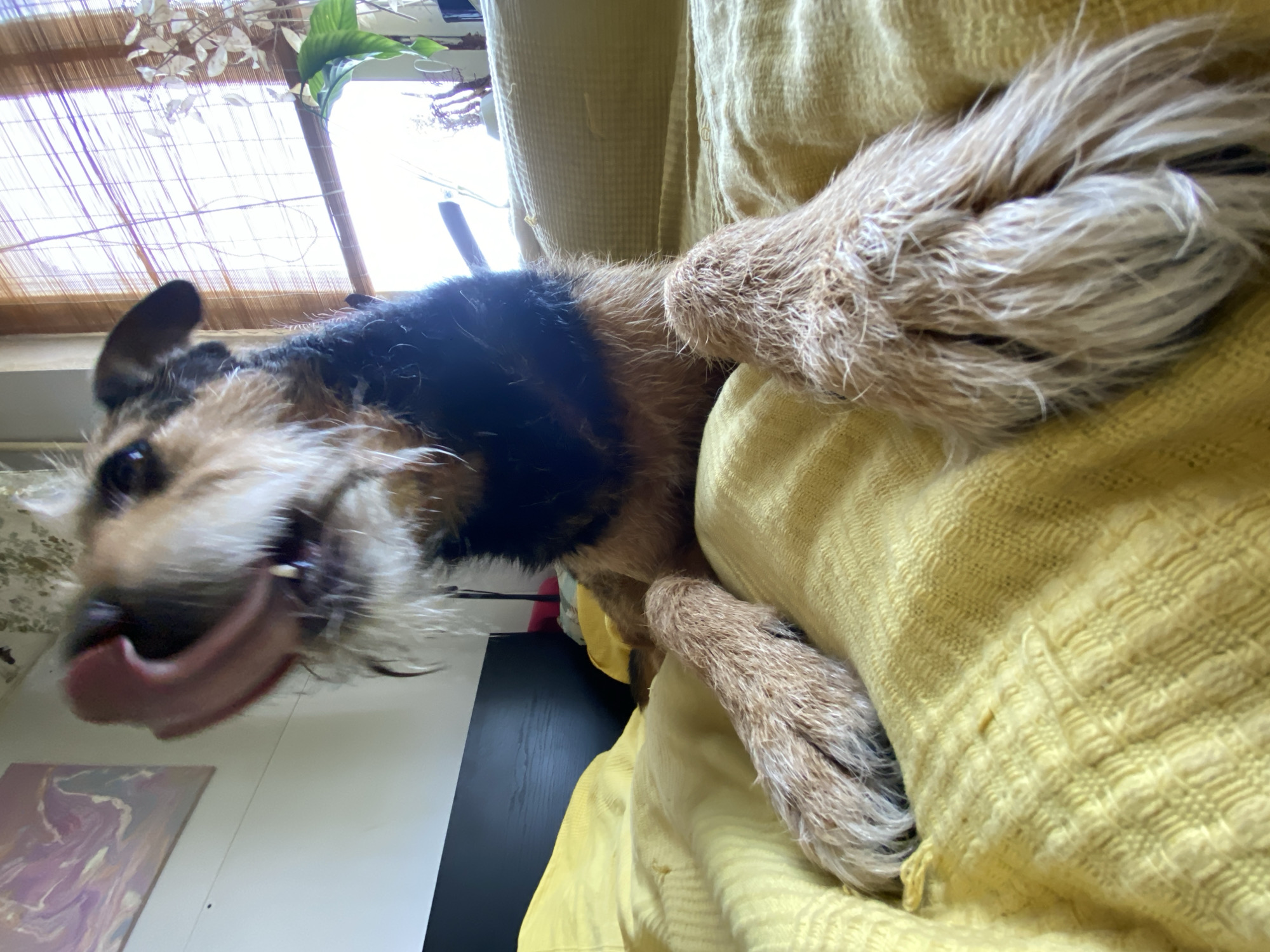 Dog rests on yellow fabric indoors in Moscow