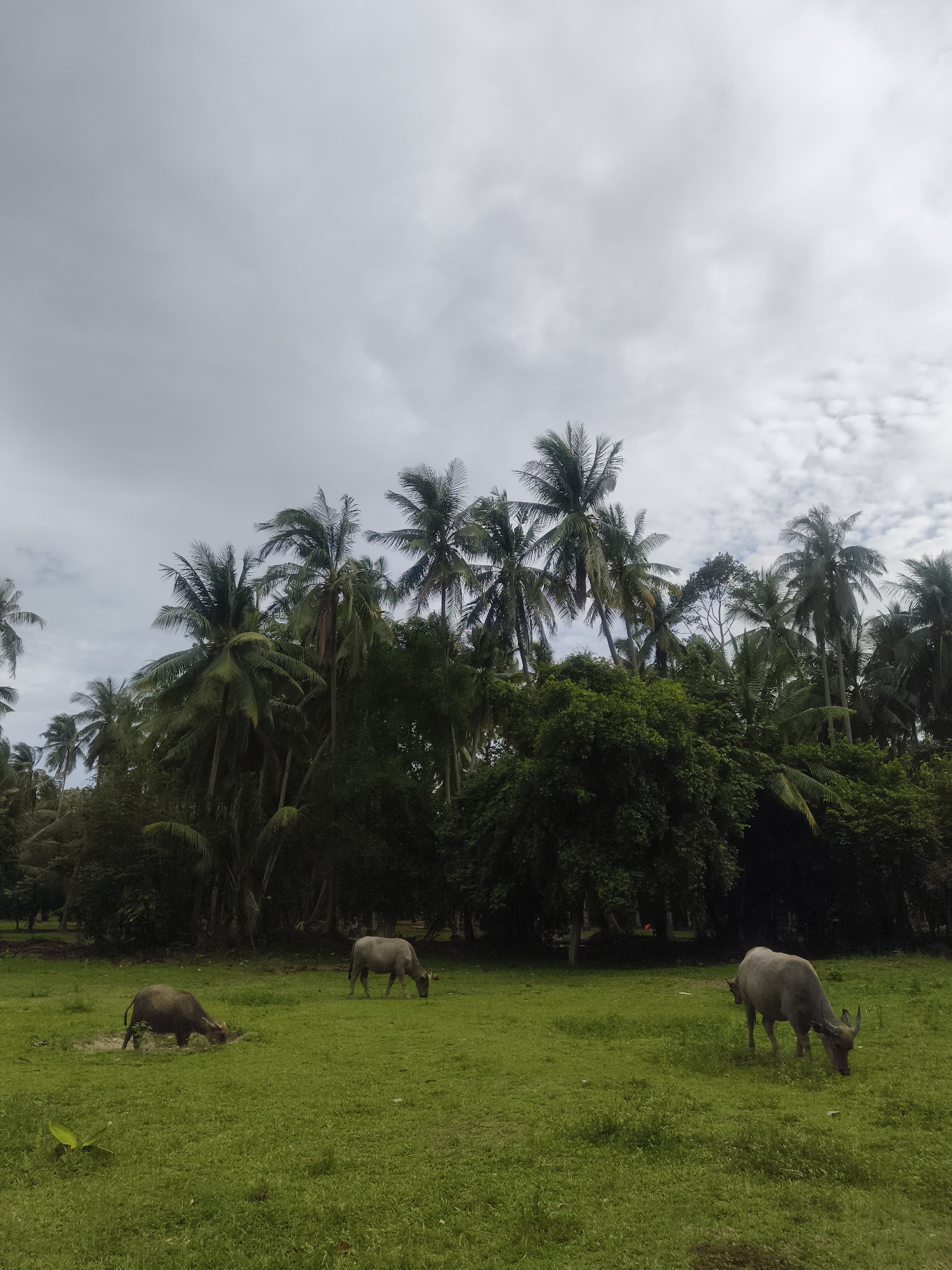 Water buffalo graze in Thai village fields