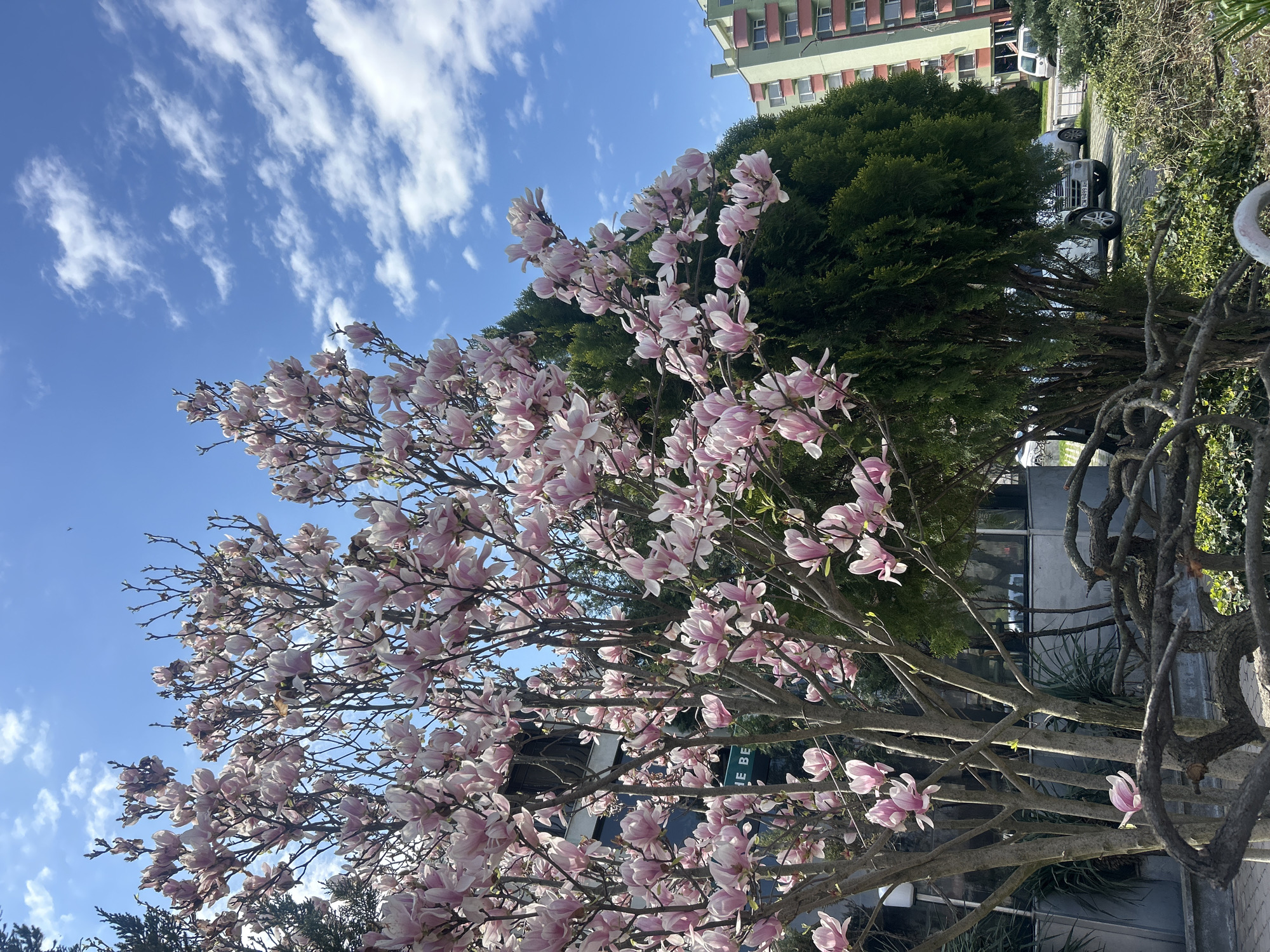 Magnolia tree blooms pink and white in Dimitrovgrad, Bulgaria