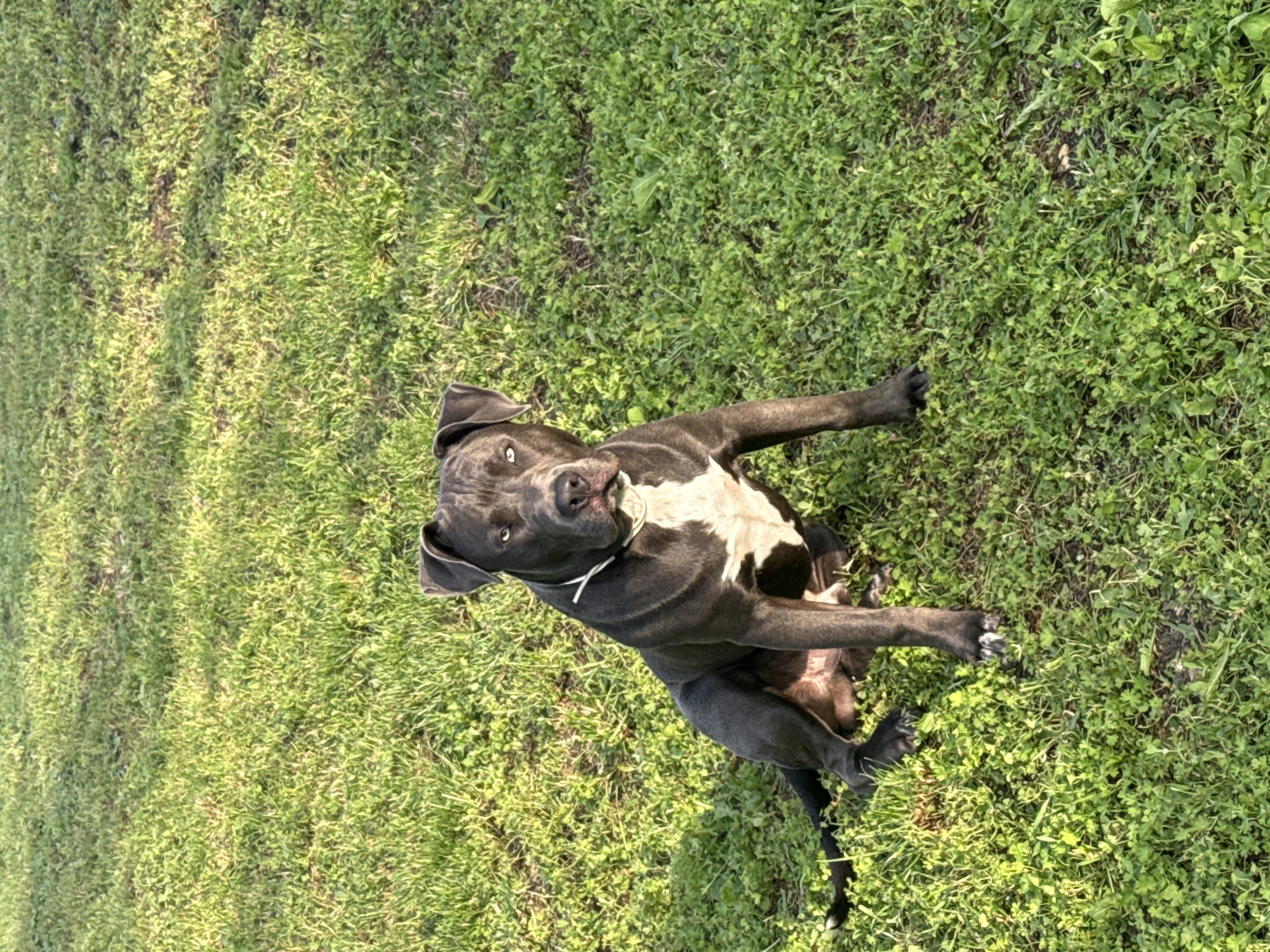 Pit Bull terrier spotted in grassy area, Zornitsa Bulgaria