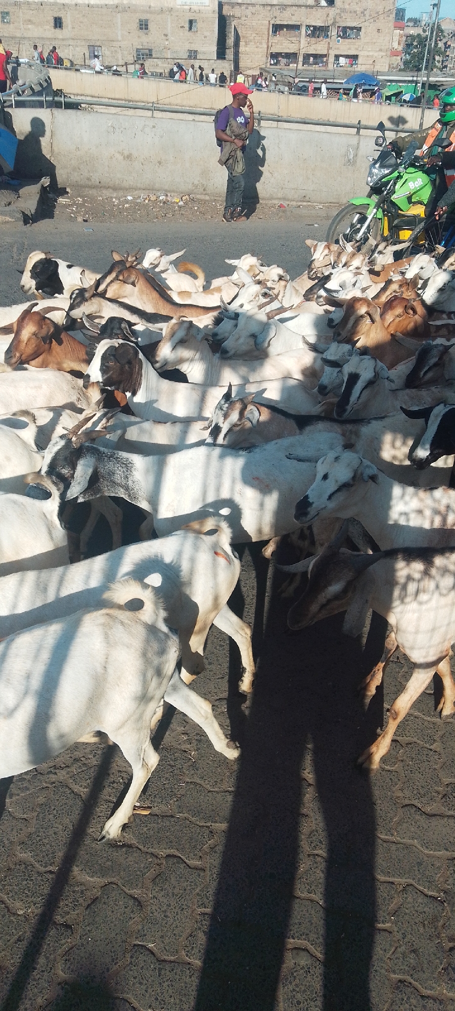 Goat herd blocks traffic on busy Nairobi street