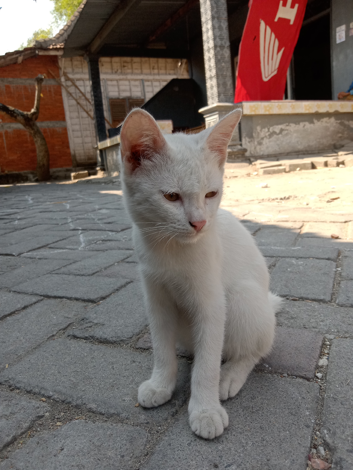 Backyard life in rural Java: cats, fruit trees, and a shared meal