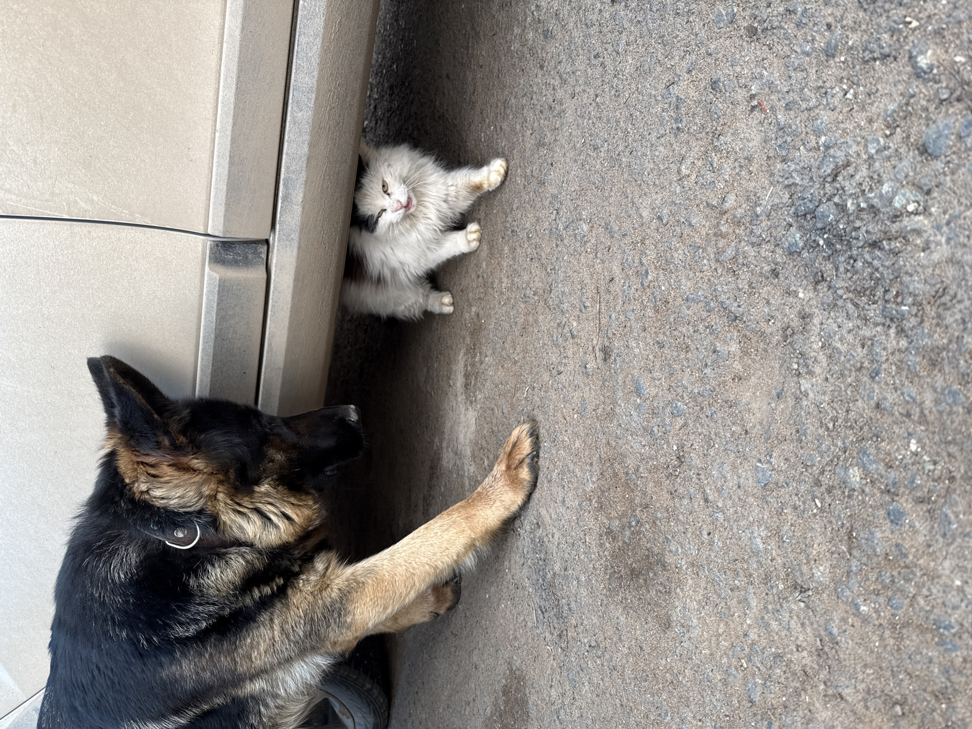 Pet interaction and rust cleaning captured in Russia