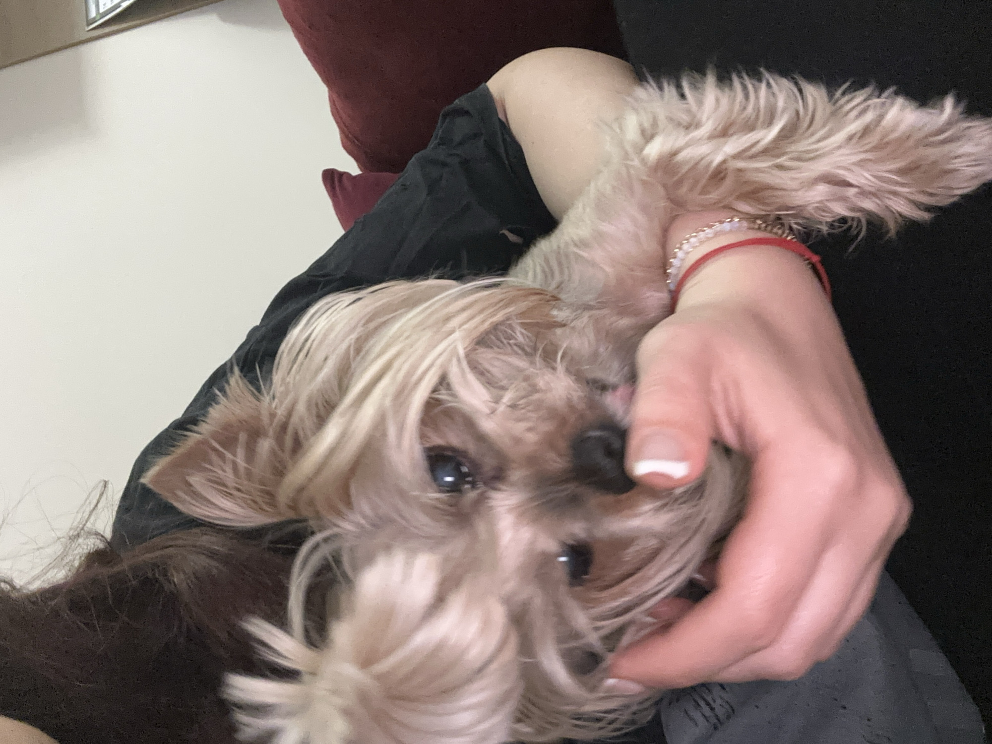 Domestic moments with Yorkshire Terrier documented in Sofia apartment