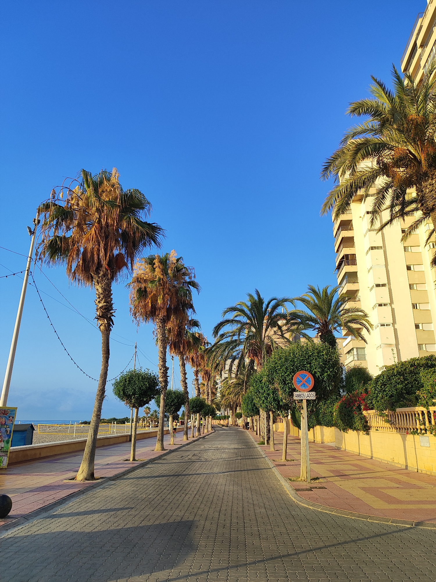 Early morning calm on El Campello's palm-lined Mediterranean seafront