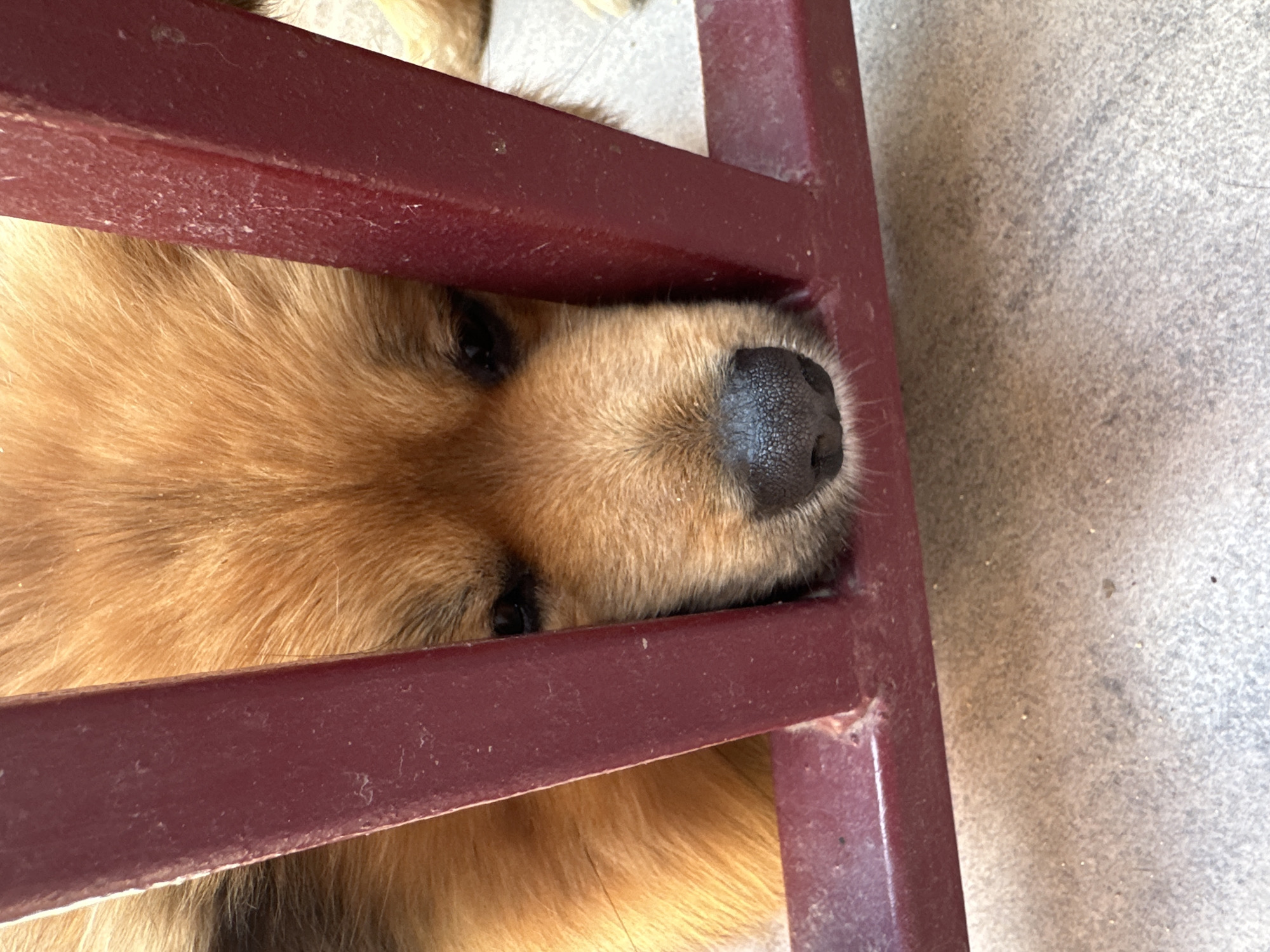 Dogs photographed in everyday moments around Bulgarian village