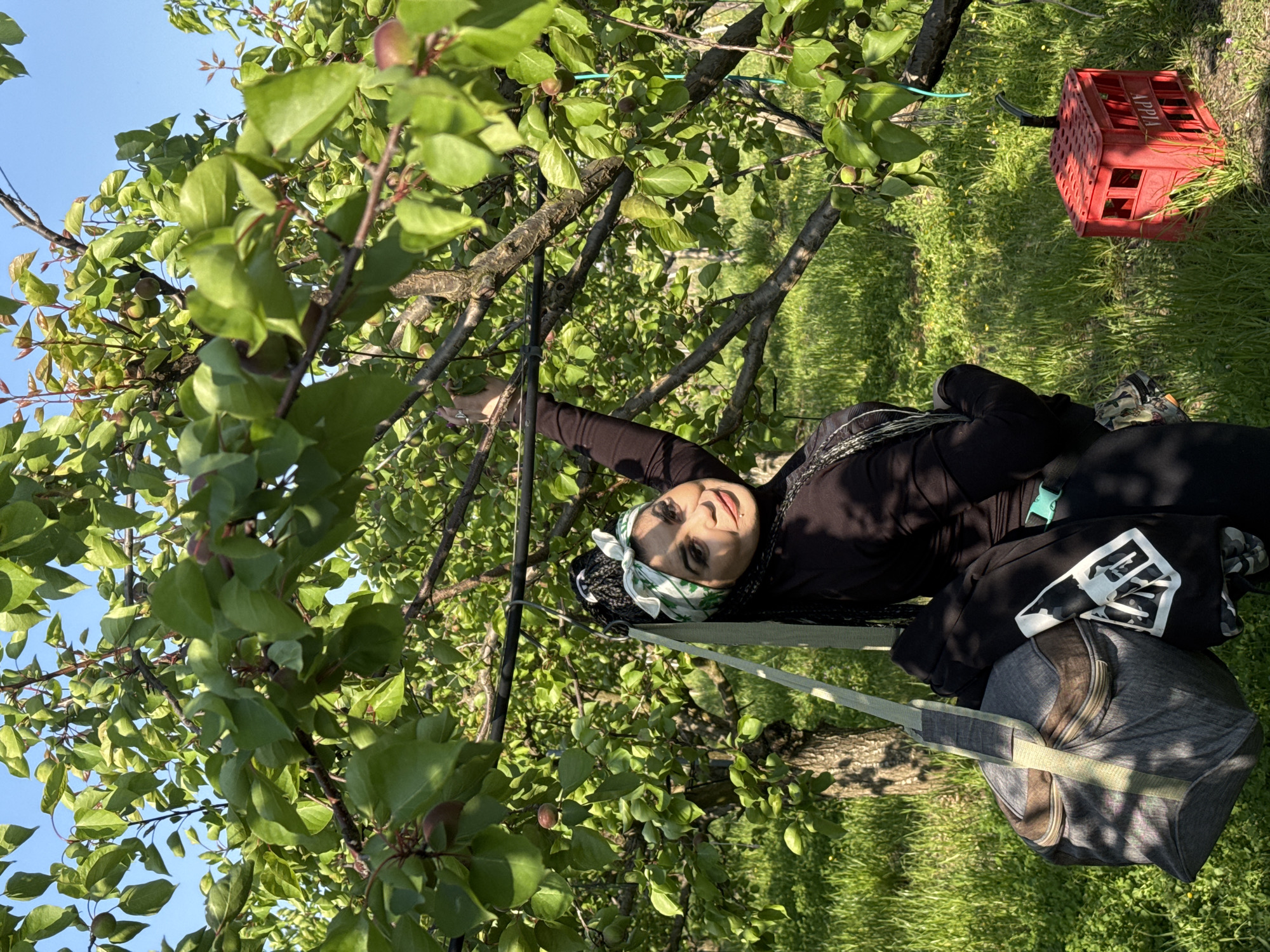 Woman rests in hammock beneath fruit tree in Trinitapoli