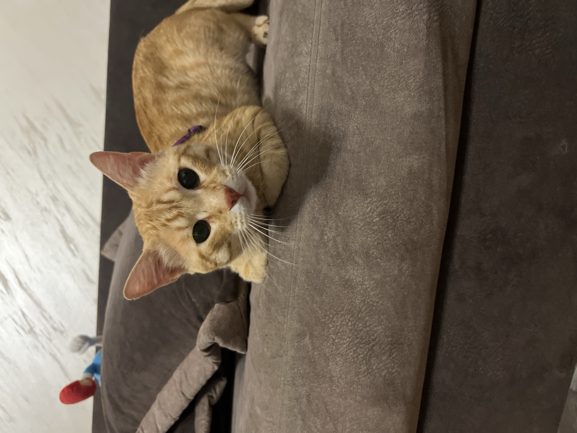 Orange cat in purple harness observed indoors during Podgorica sunset