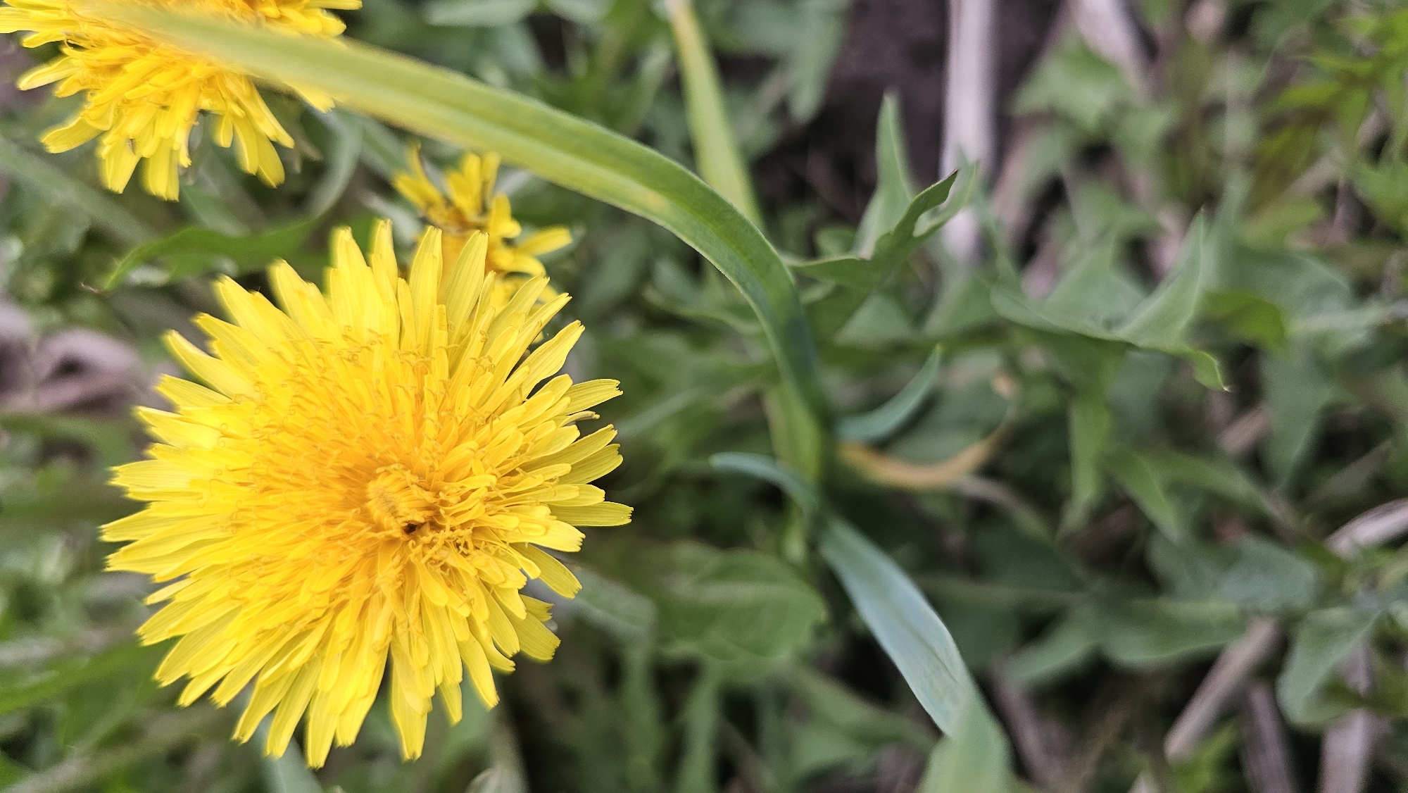 Spring day captured in Neftekamsk: flowers blooming, families gathering outdoors