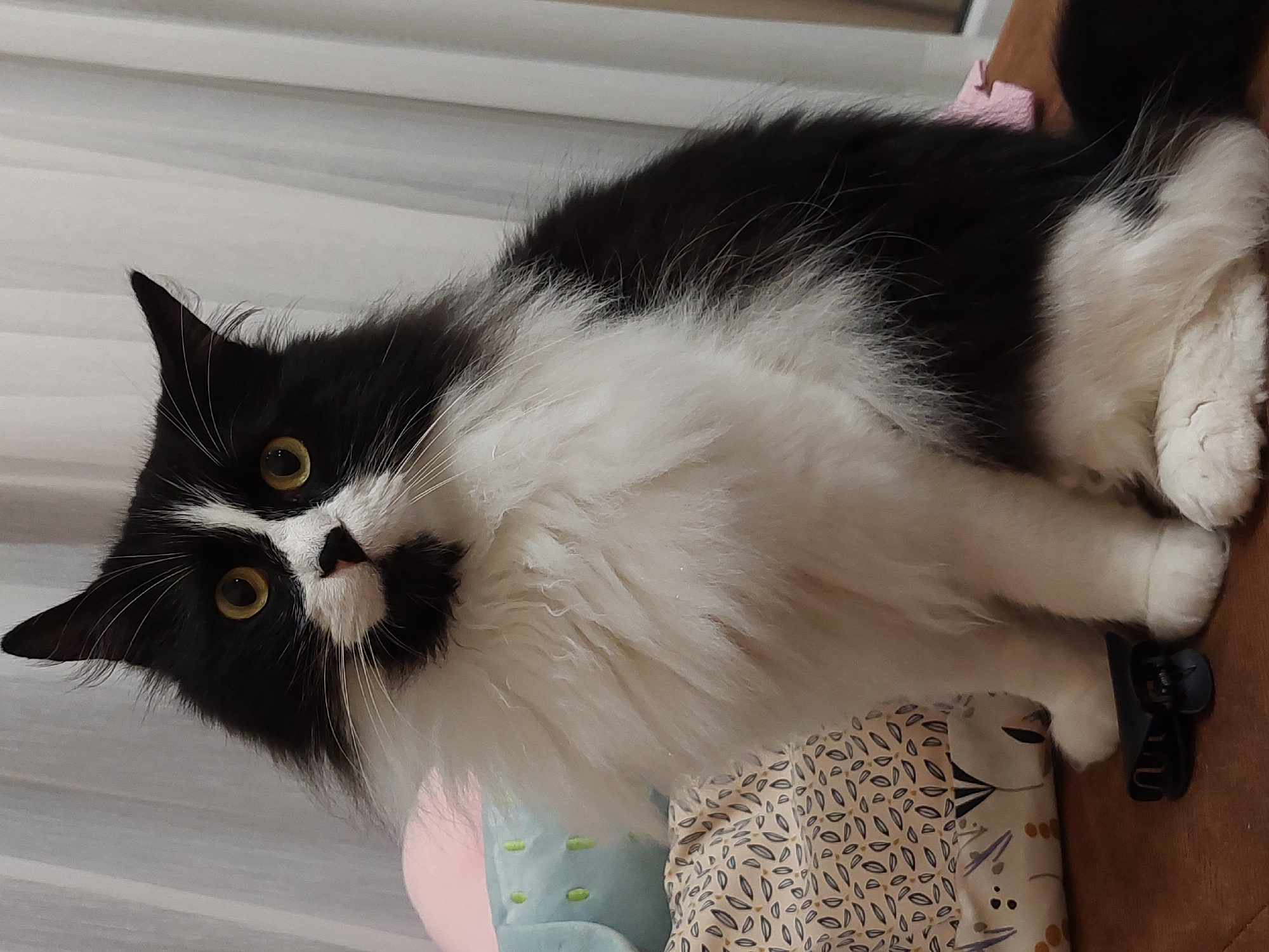 Long-haired cat photographed lounging indoors in Plovdiv evening session