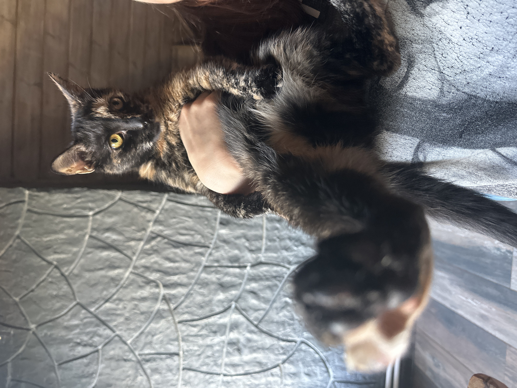 Tortoiseshell cat claims a box in Virki, Russia