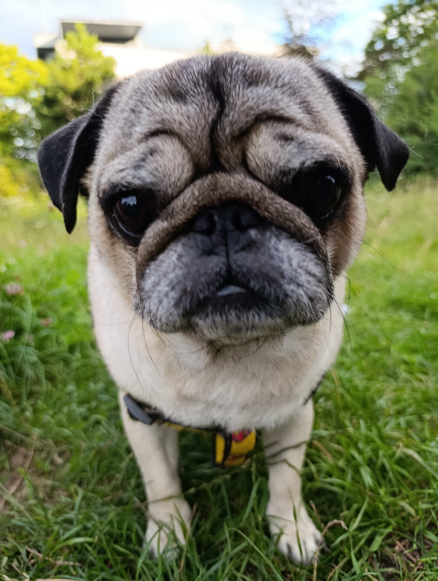Pug in a Warsaw park, shot low and close