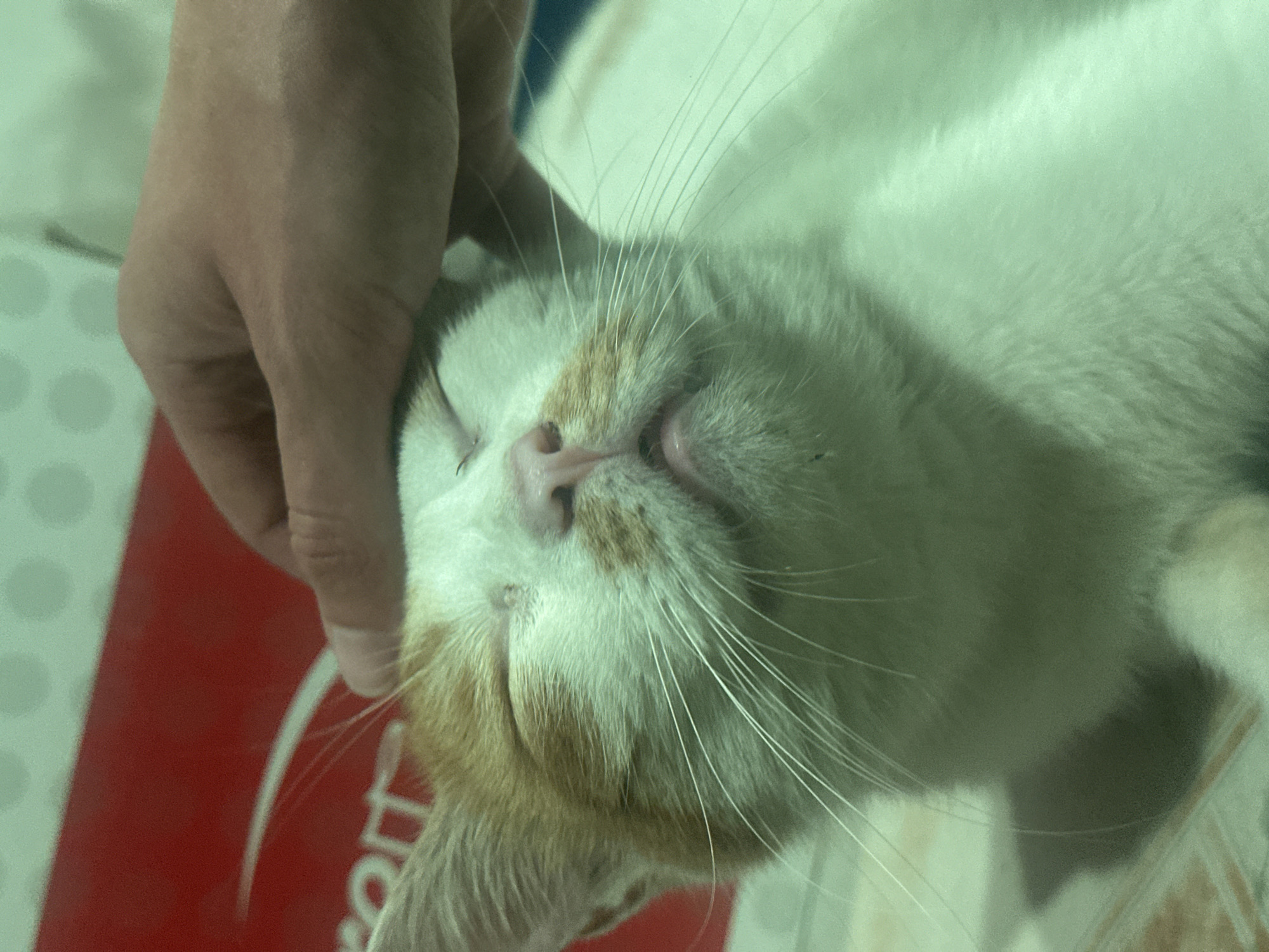 Cat photographed being petted in Vietnam home, street scenes