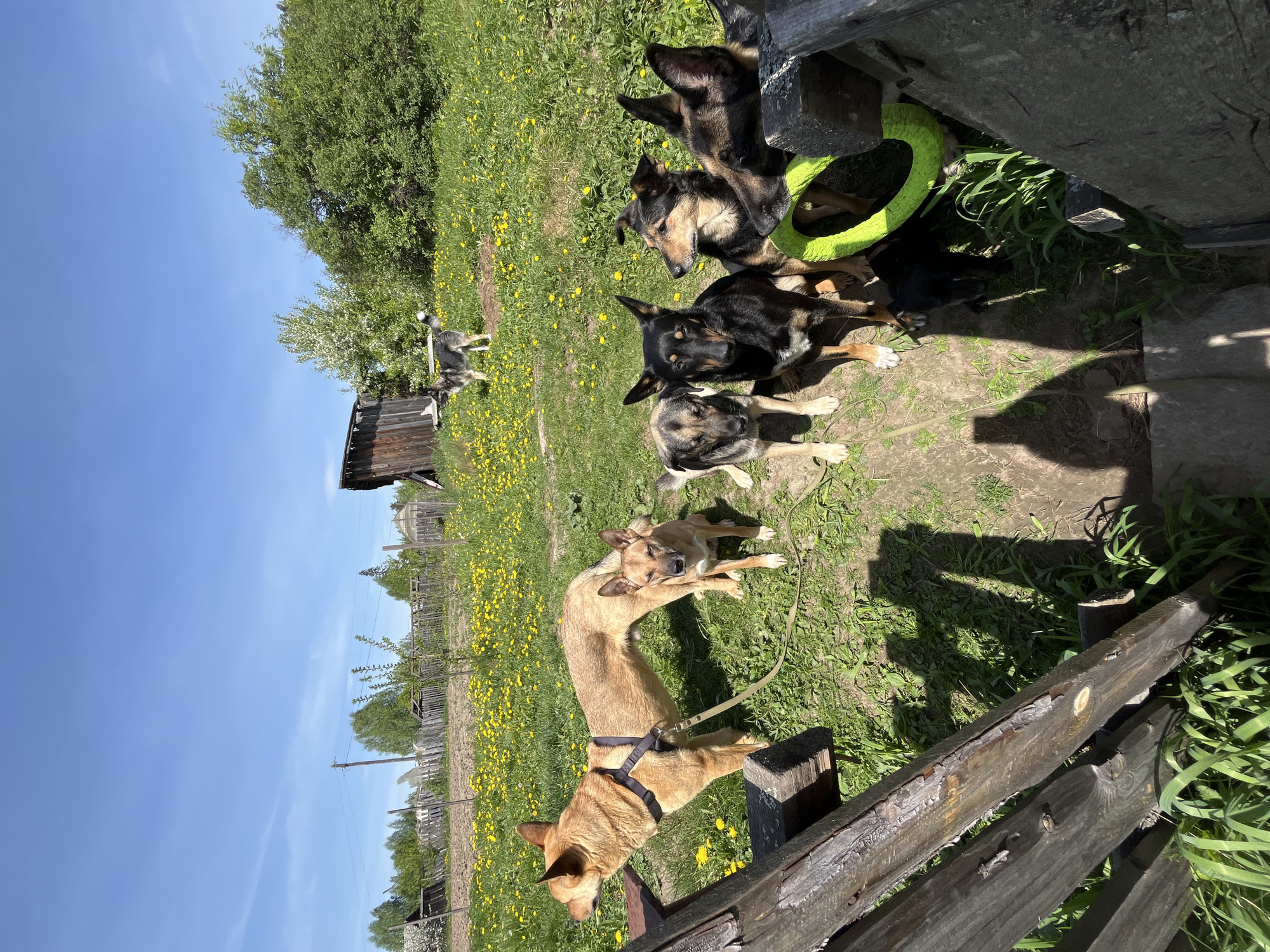 Morning dog life documented in Nizhny Tagil households