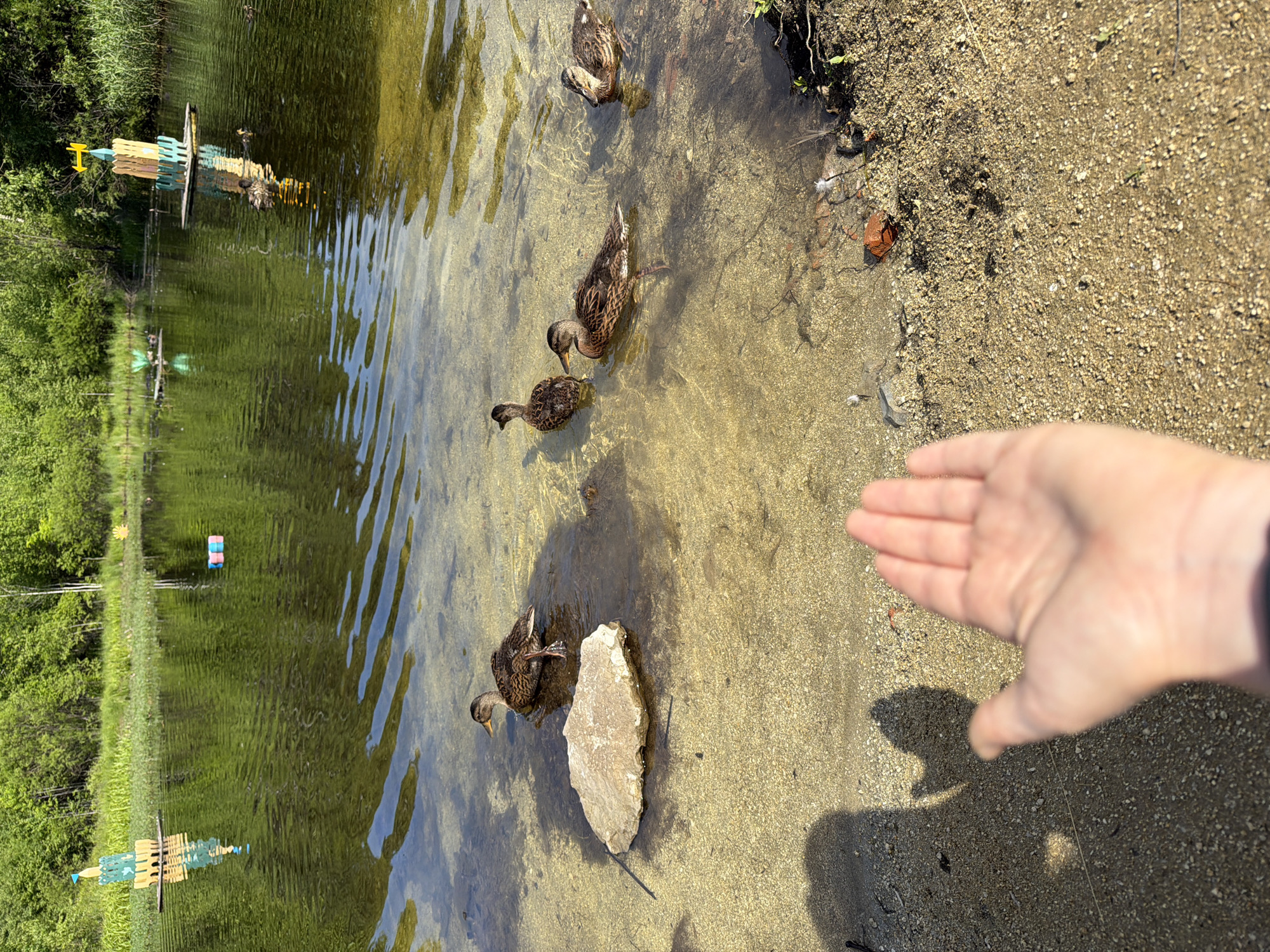 Lazy afternoon by the duck pond in Kul'dur, Russia
