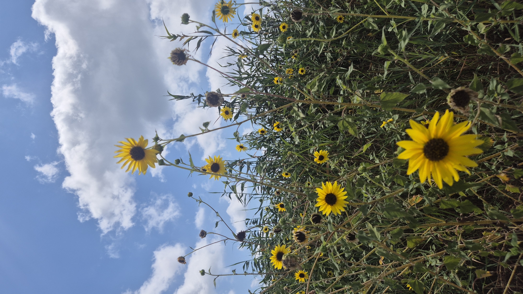 Sunflowers and still water at Ein Afek Nature Reserve