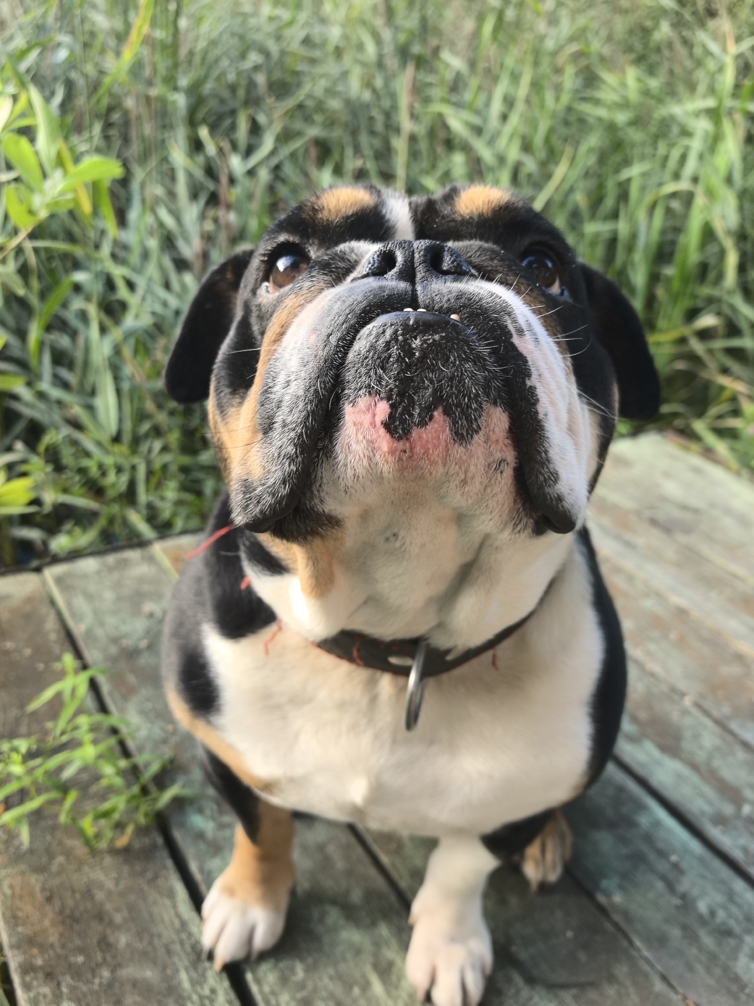 English Bulldog on a deck in Chaikovsky, Russia