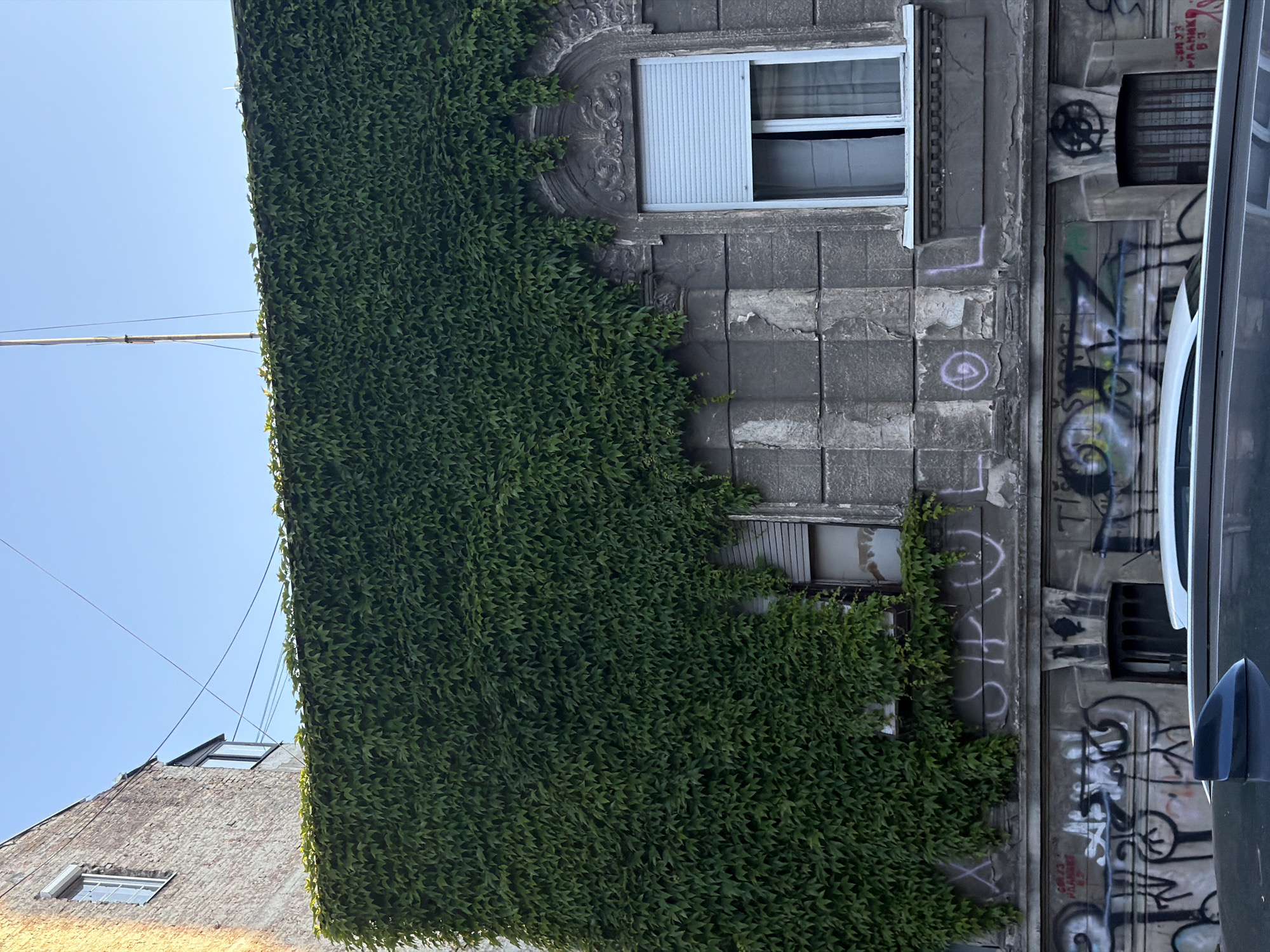 Observer documents ivy-covered buildings and Serbian flags in Belgrade