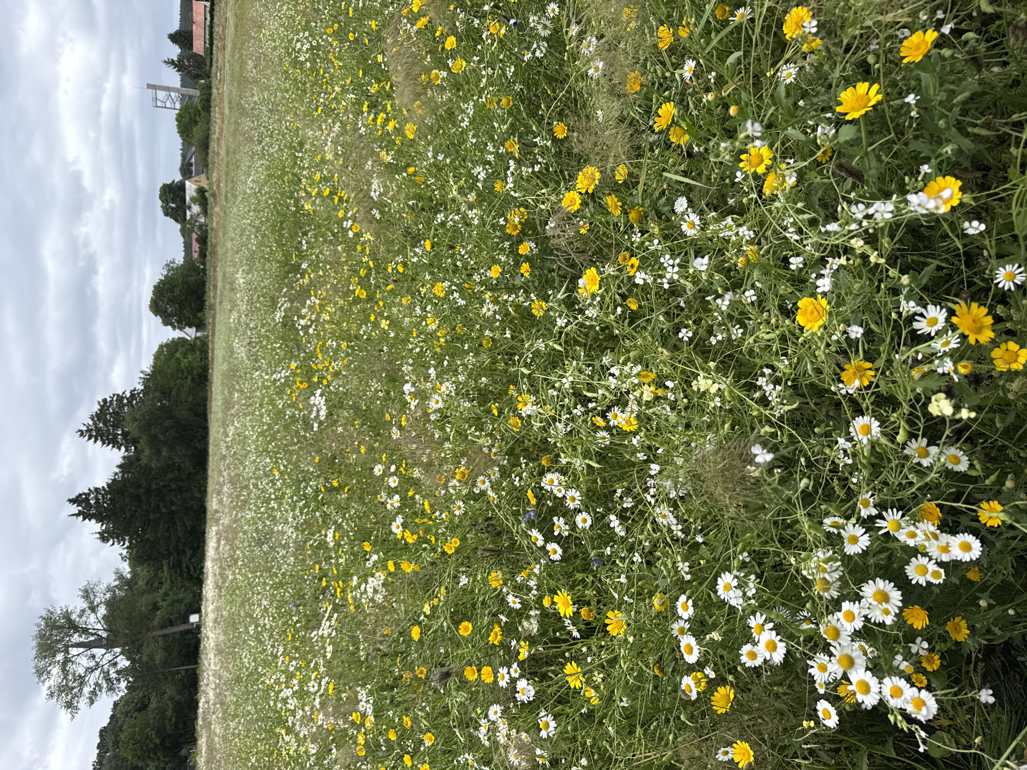 Wildflower meadow in Kołczewo with nearby pipe trench work