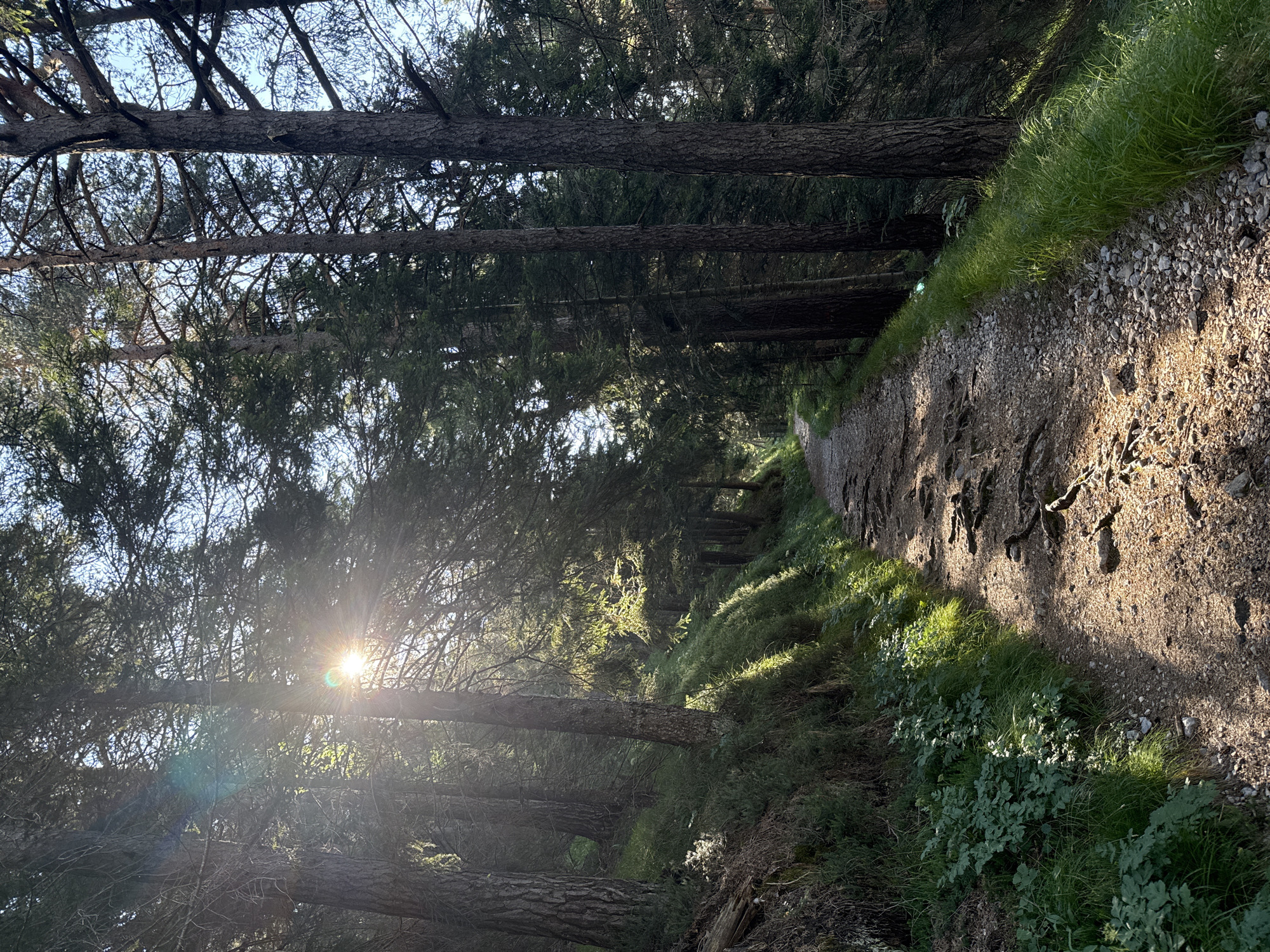 Forest trail hike in Molveno with a donkey farm stop