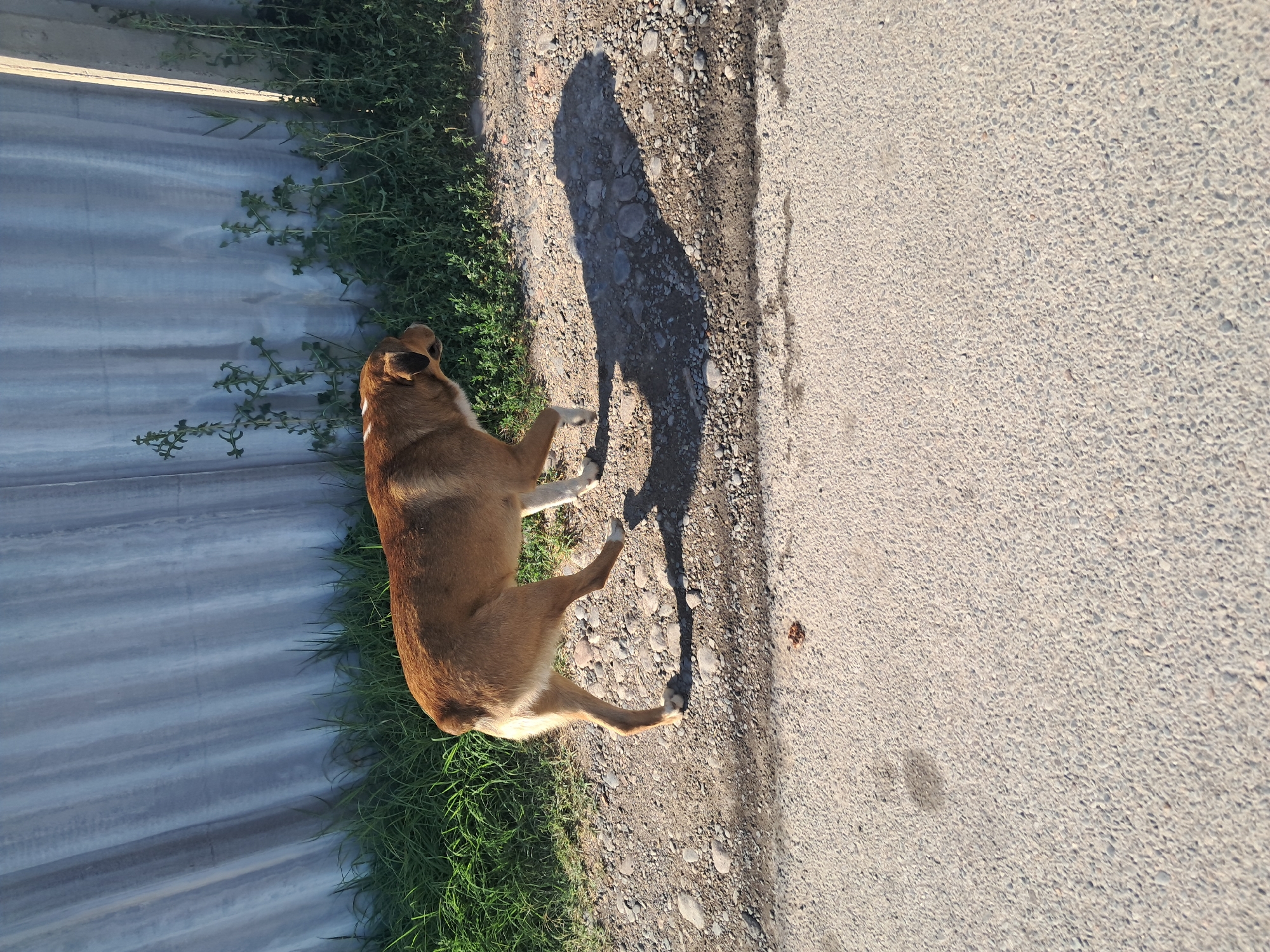 Morning walk through Shymkent: mosques, streets, and an energy drink