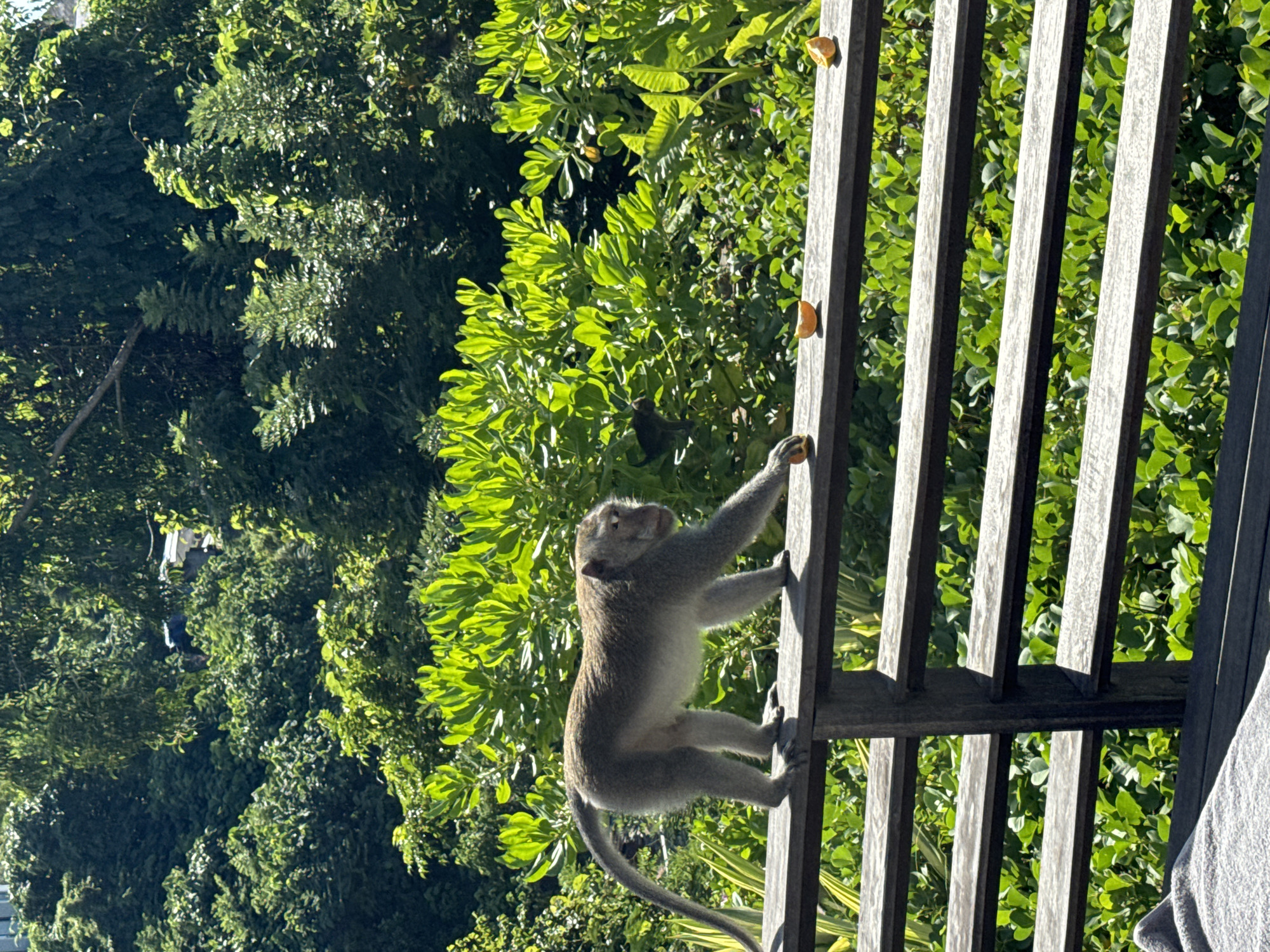 Monkeys visit resort deck in Kuta Selatan, Indonesia