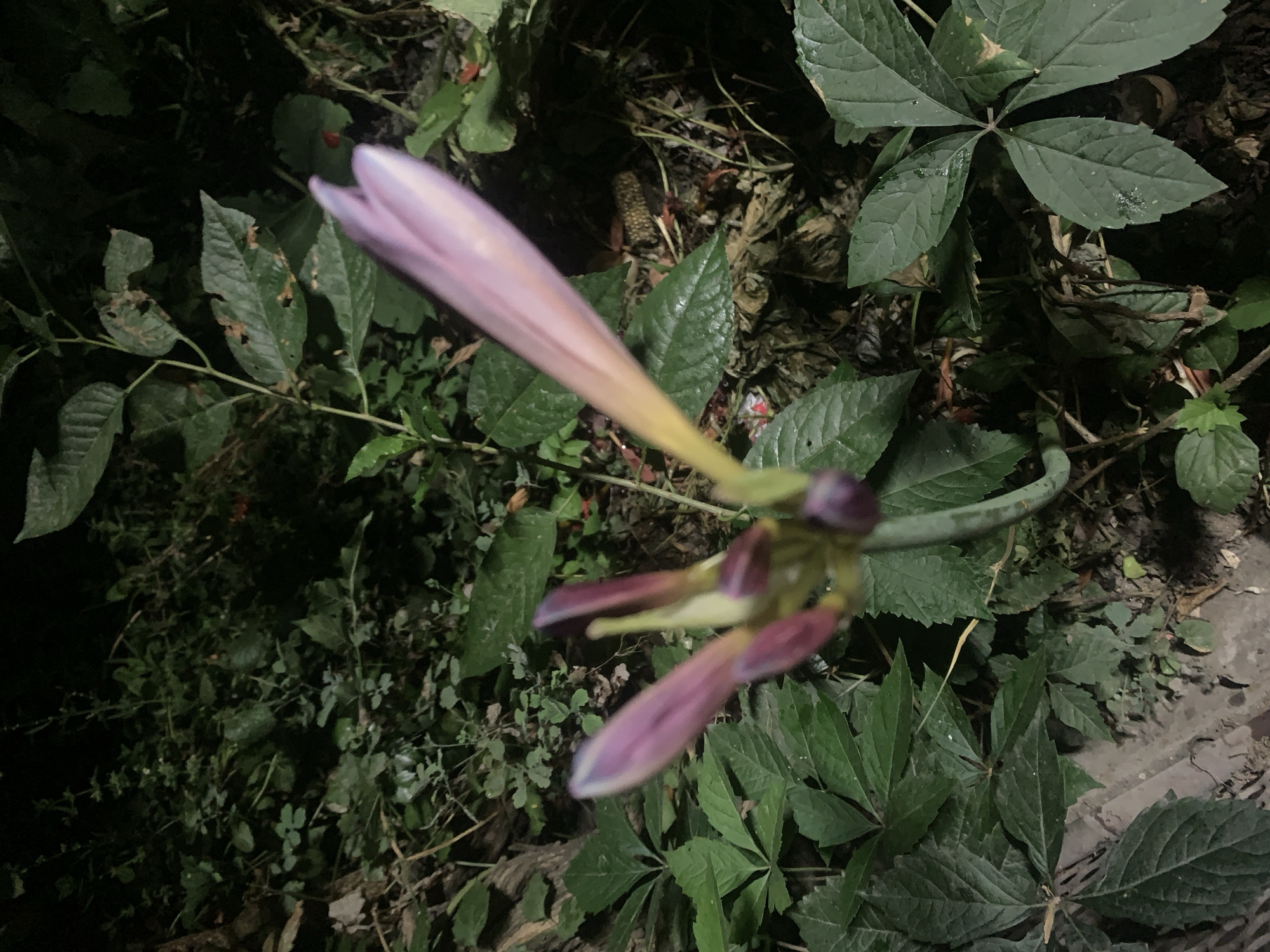 Evening garden close-ups in Novonikolaevka, one tech item