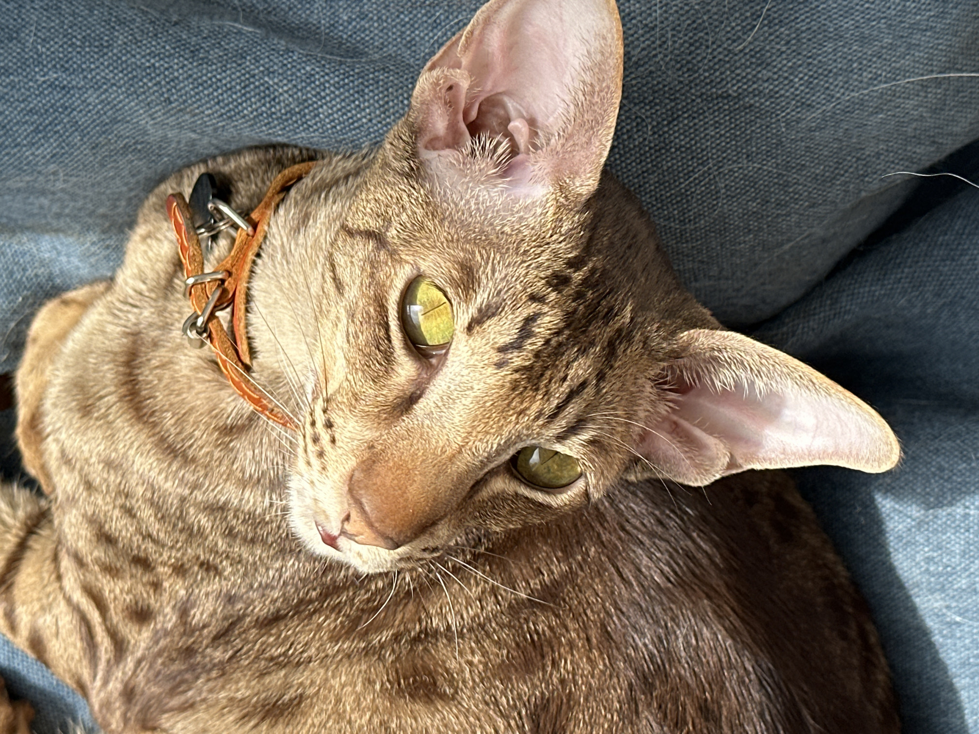 Tabby cat with green eyes photographed on blue furniture