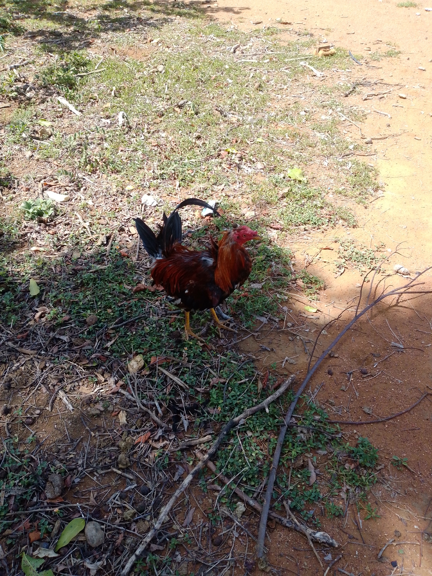 Rooster spotted near fallen tree in dry natural setting