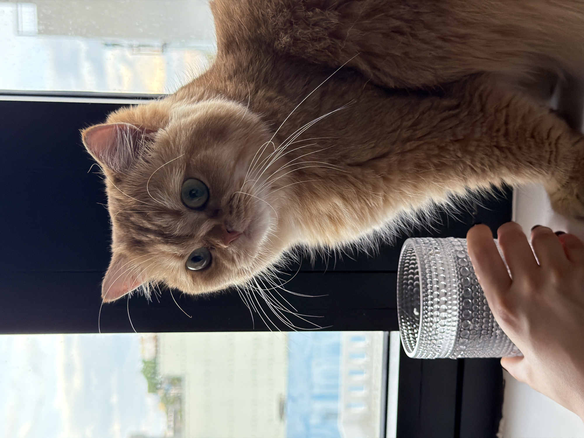 Lazy morning at home with a cat, Da Nang outside