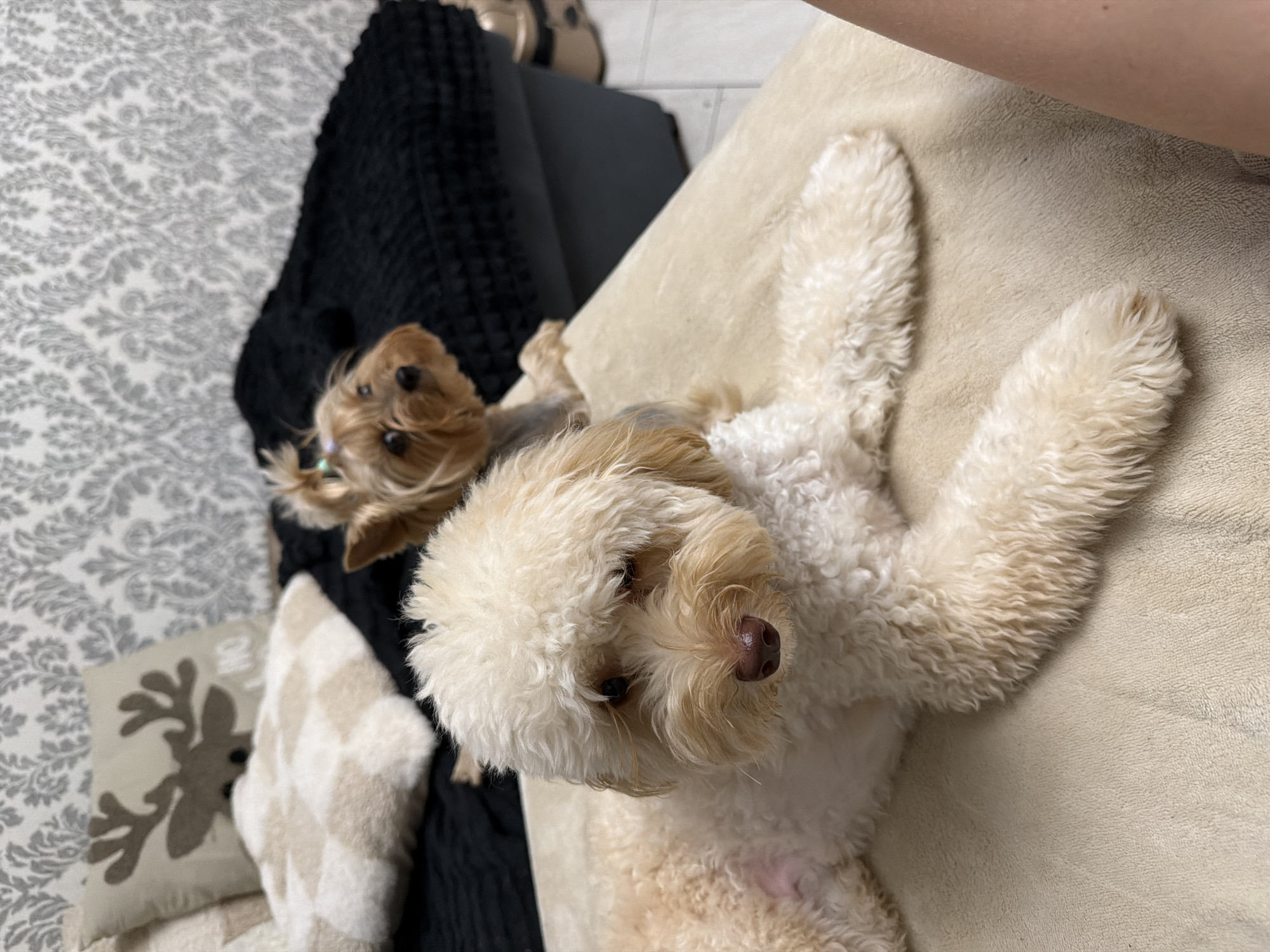 Pet photos and a selfie from a Bila Tserkva apartment
