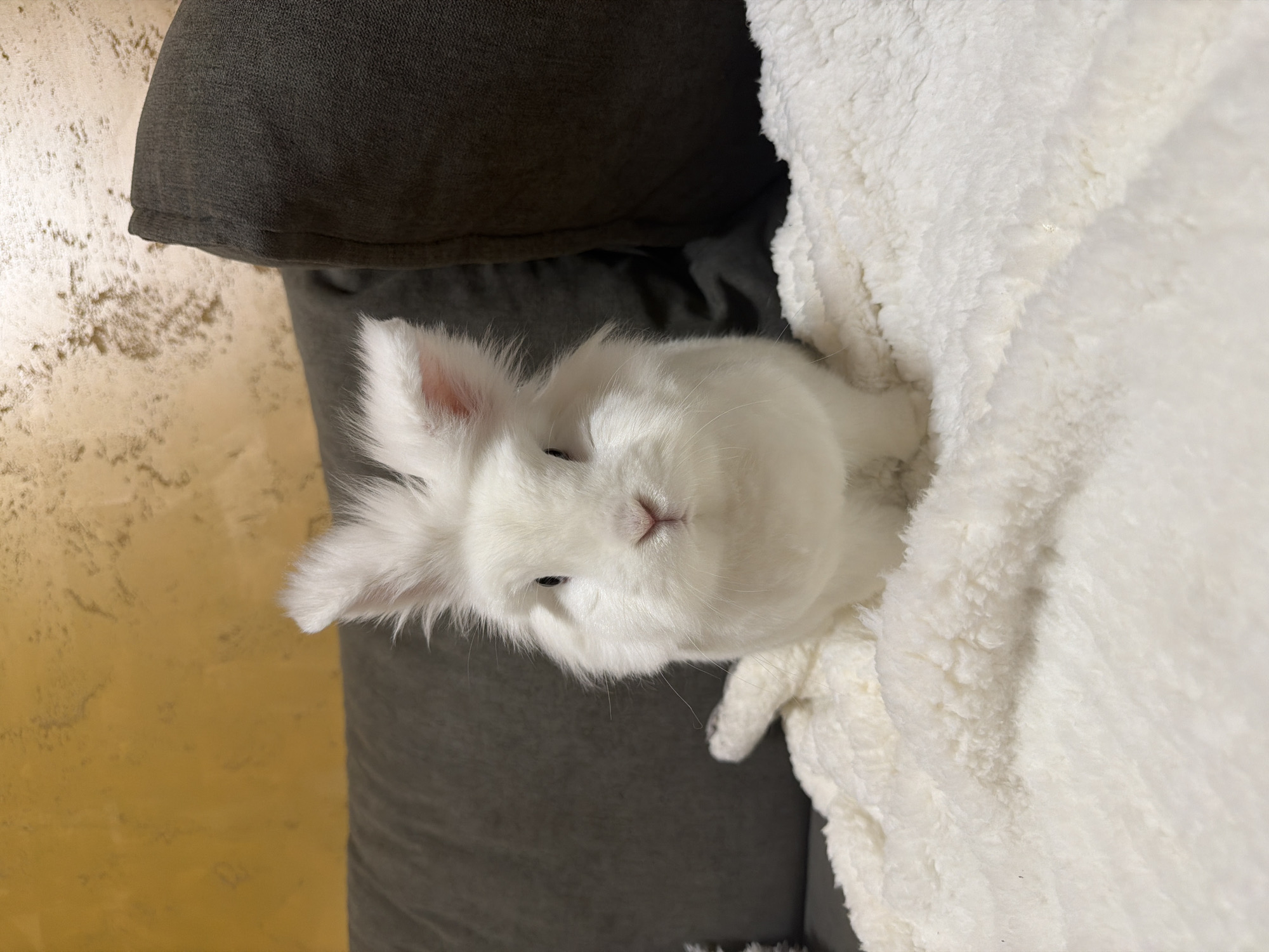 White rabbit rests on sofa in Bulgarian home