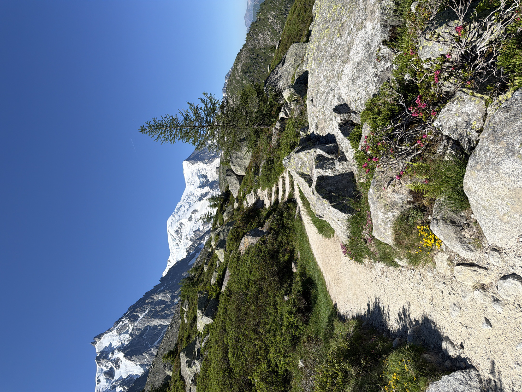 Summer morning on the trails above Chamonix, Alps in full bloom