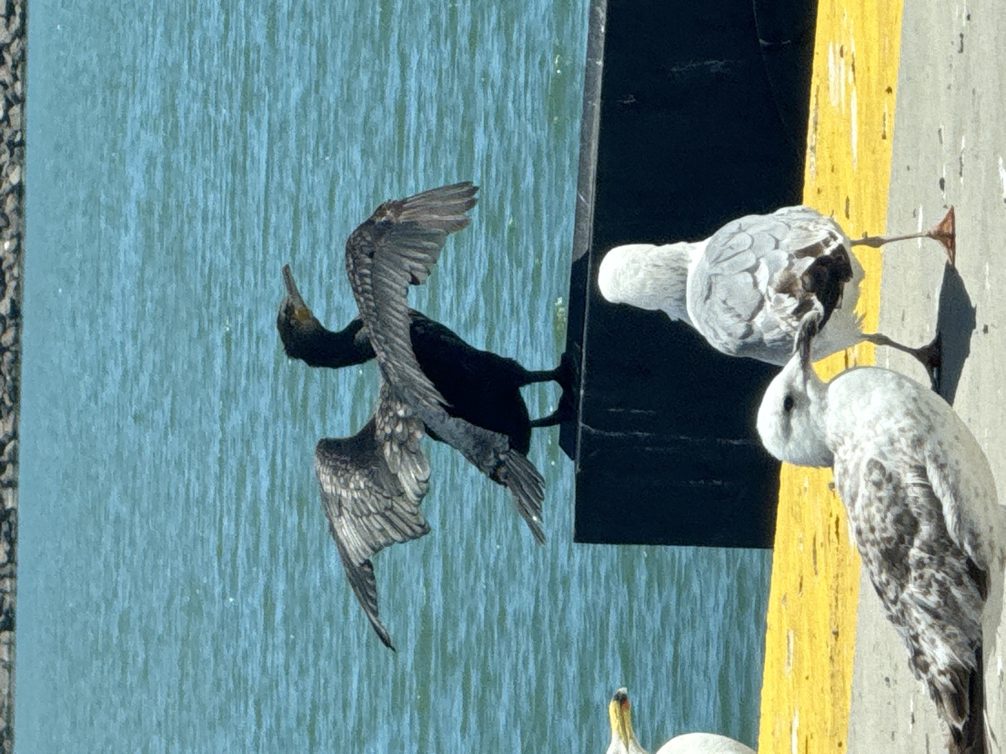 Cormorant spreads wings on waterfront structure in Burgas