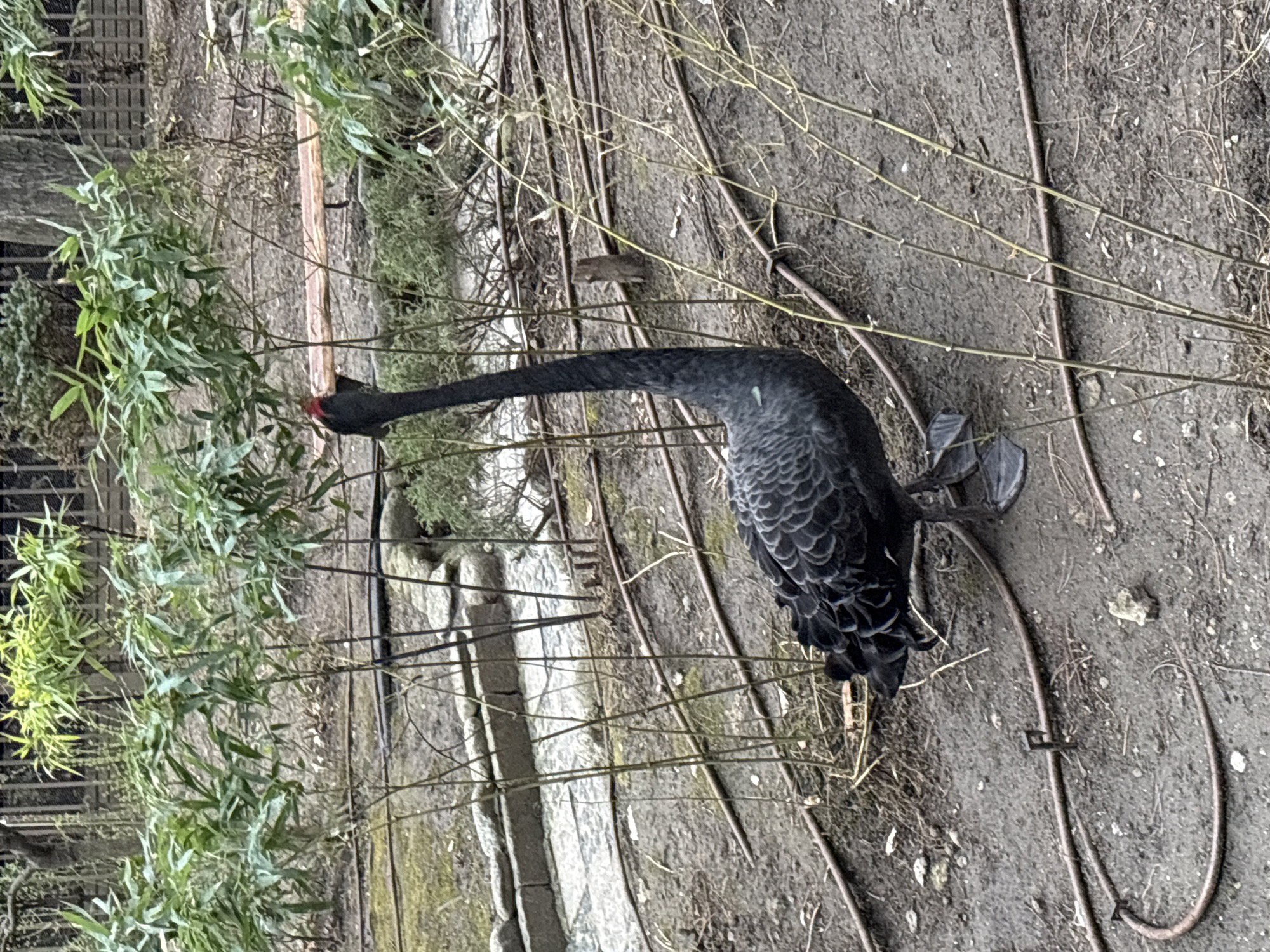 Black swan spotted foraging in Sofia park