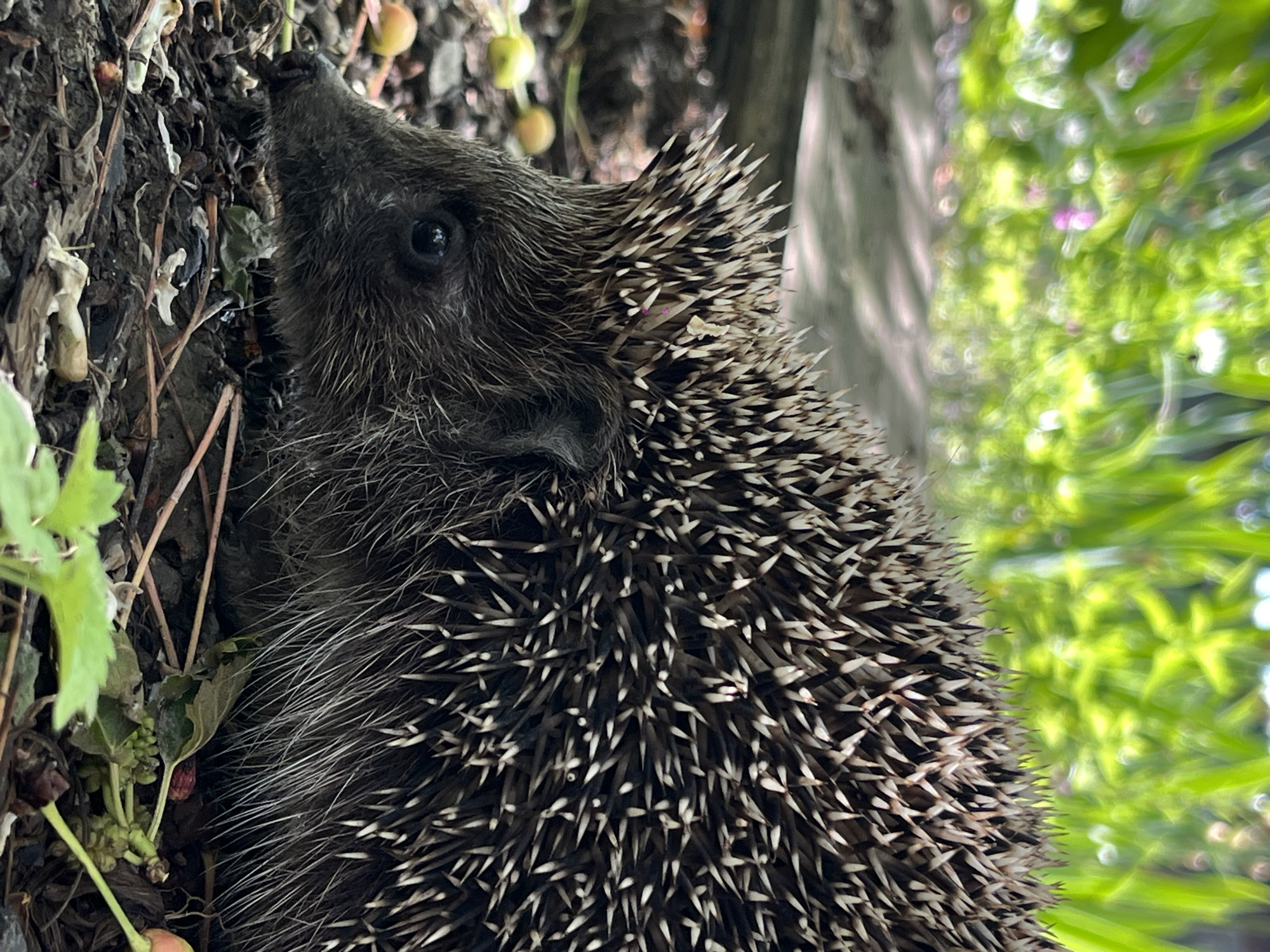 Hedgehog spotted foraging among berries in rural Russia