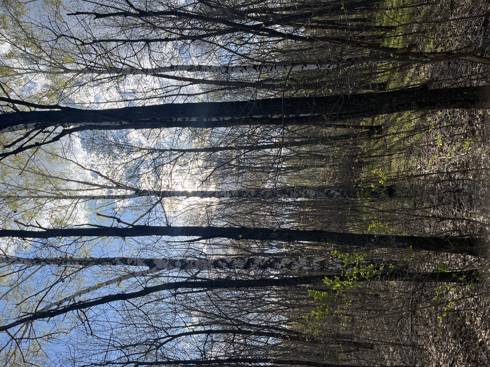 Cyclists spotted on forest paths in Ulyanovsk during spring