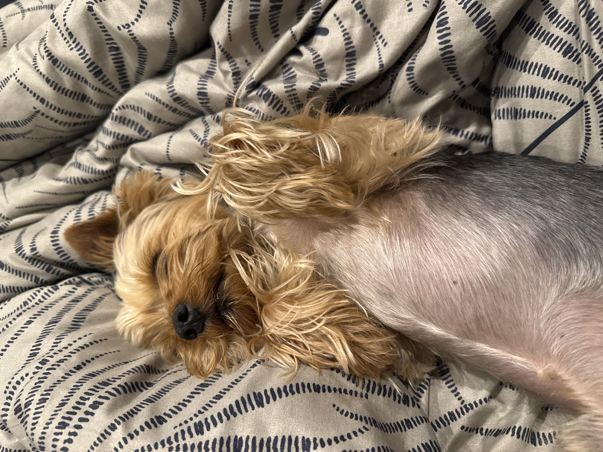 Yorkshire Terrier sleeps on fabric in Pernik, Bulgaria